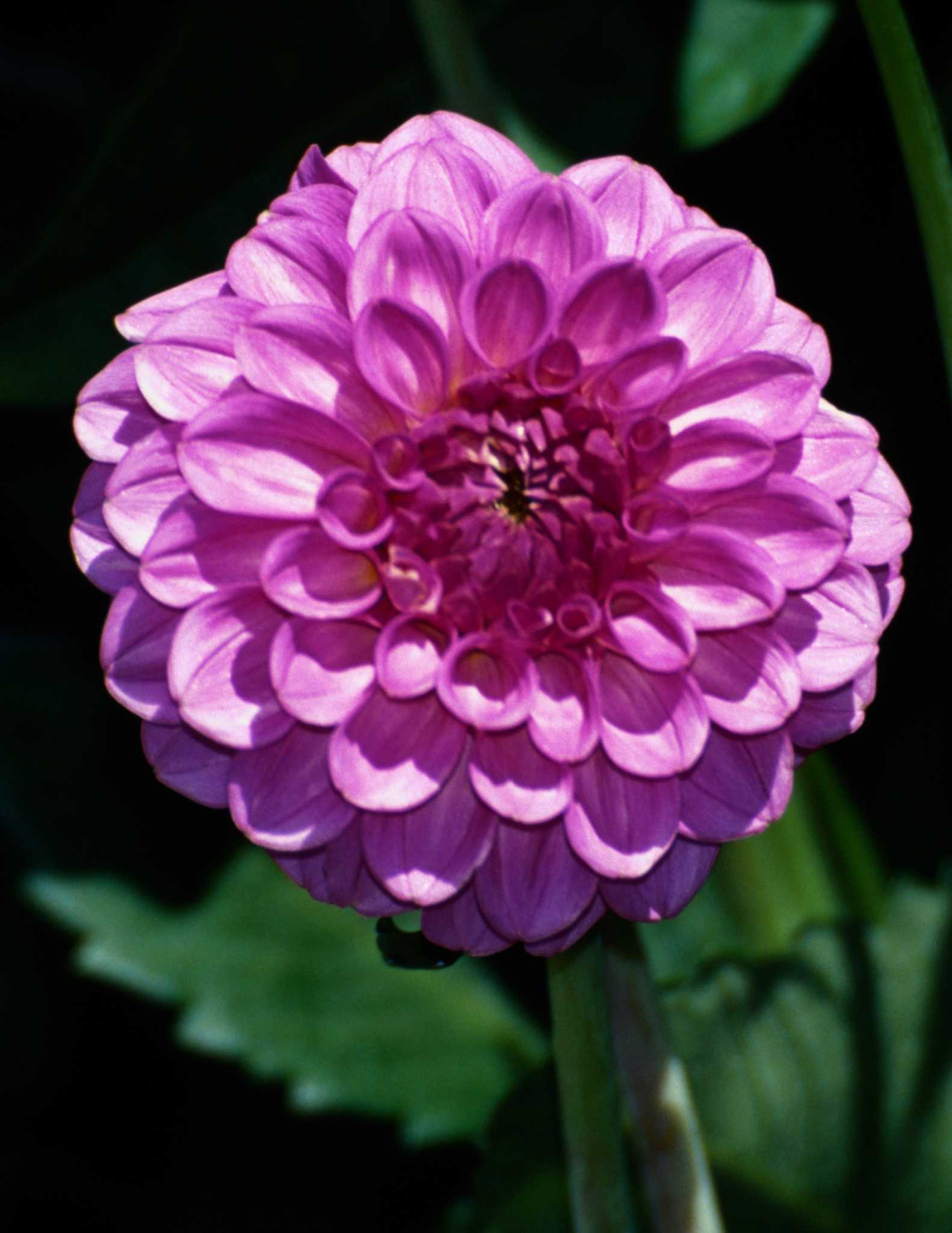 How to Plant Potted Dahlias