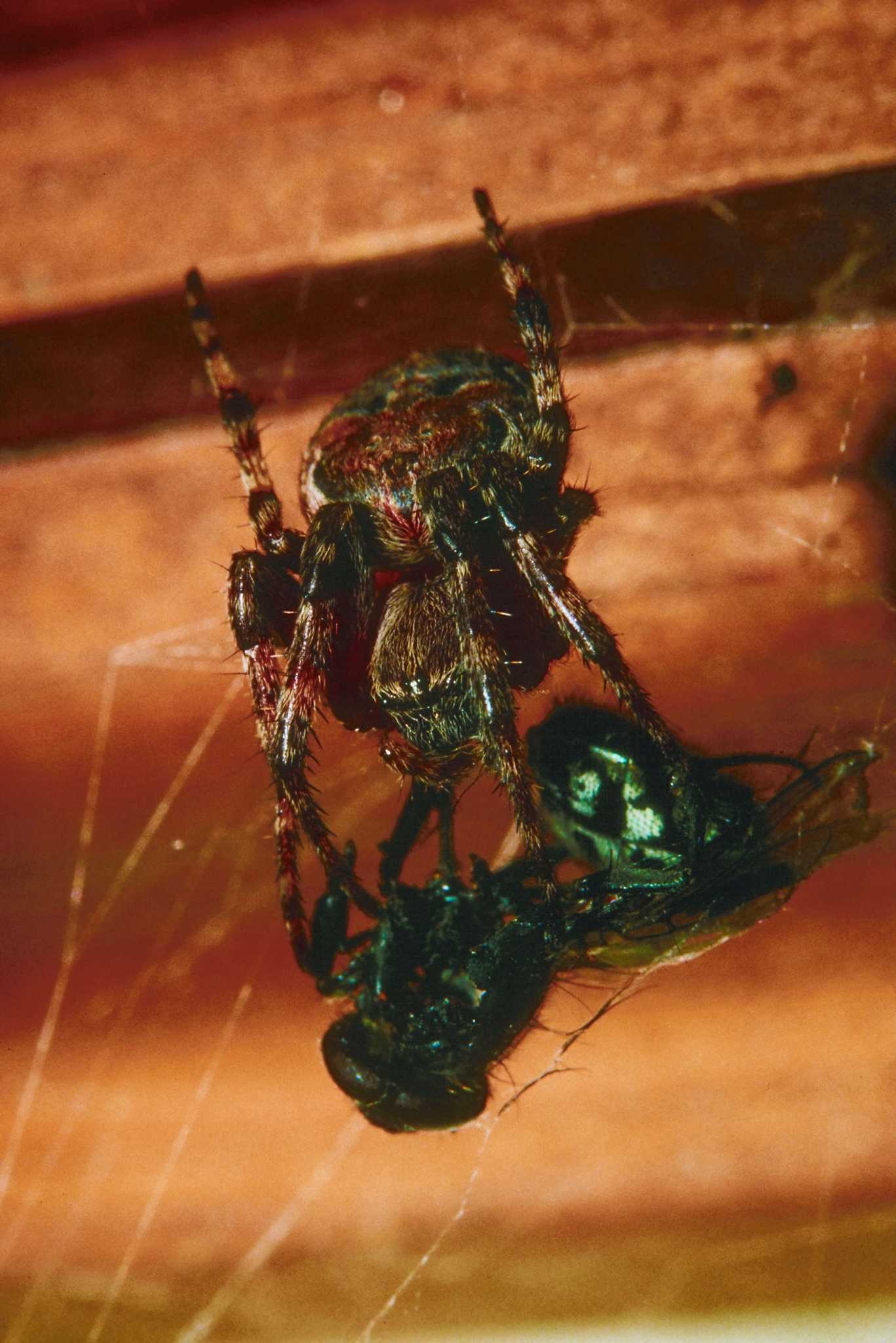 Will Borax Kill Spiders?