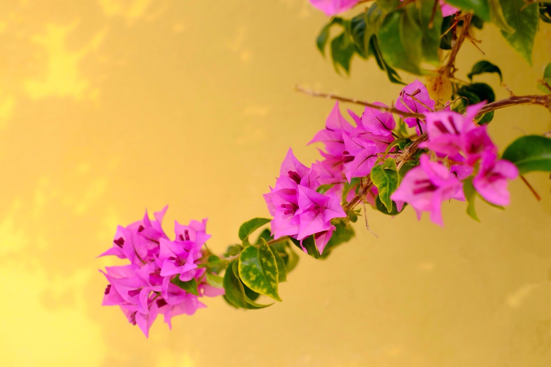 Why Bougainvillea Won't Bloom