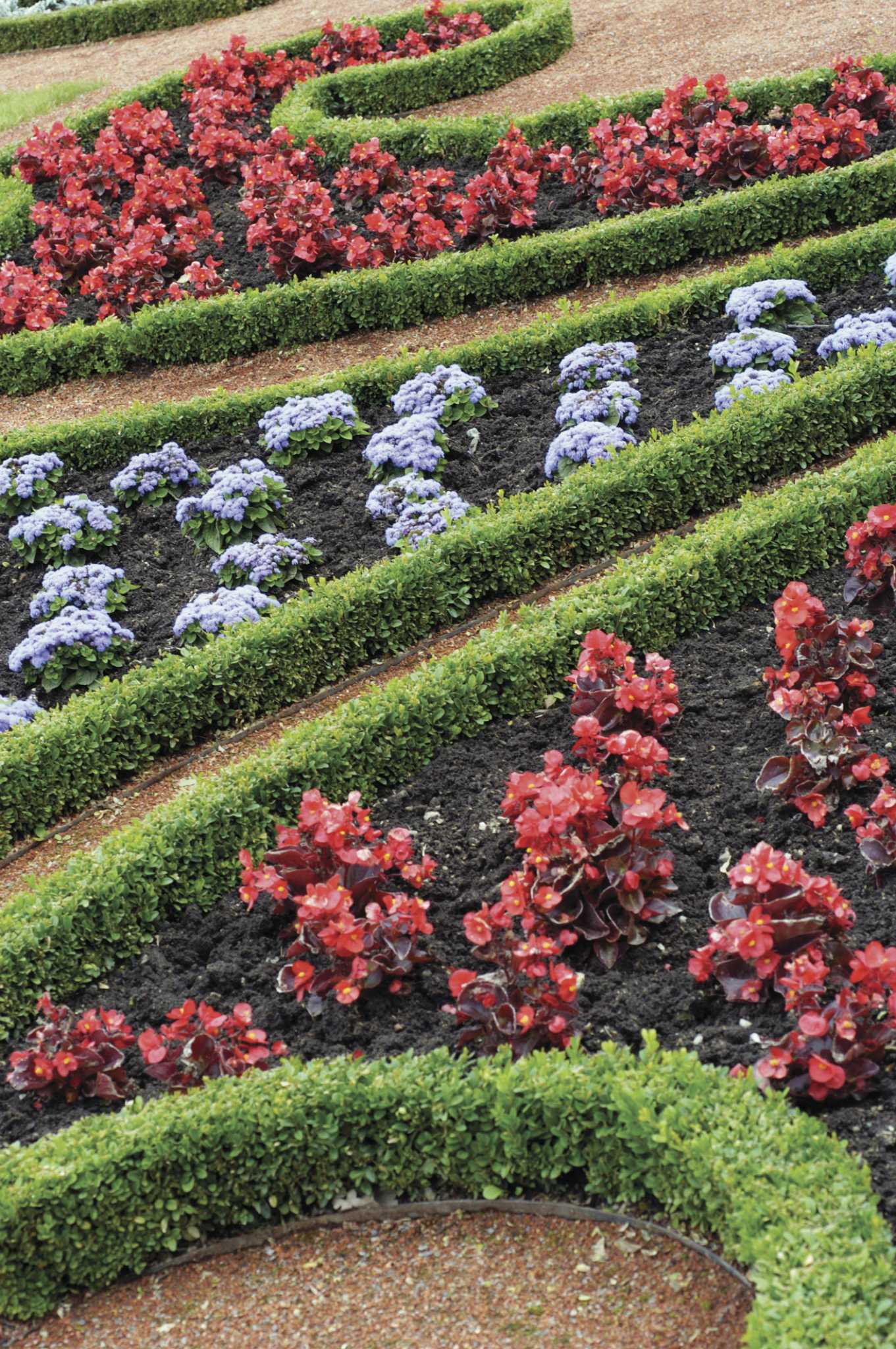 magnesium-for-chinese-boxwood-plants
