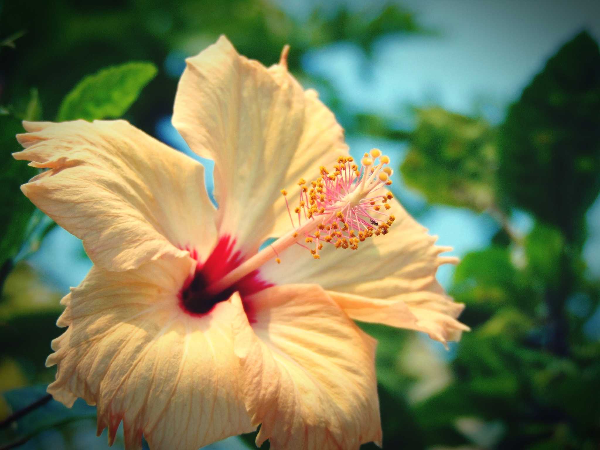 What Brand Fertilizer Should I Use for Hibiscus?