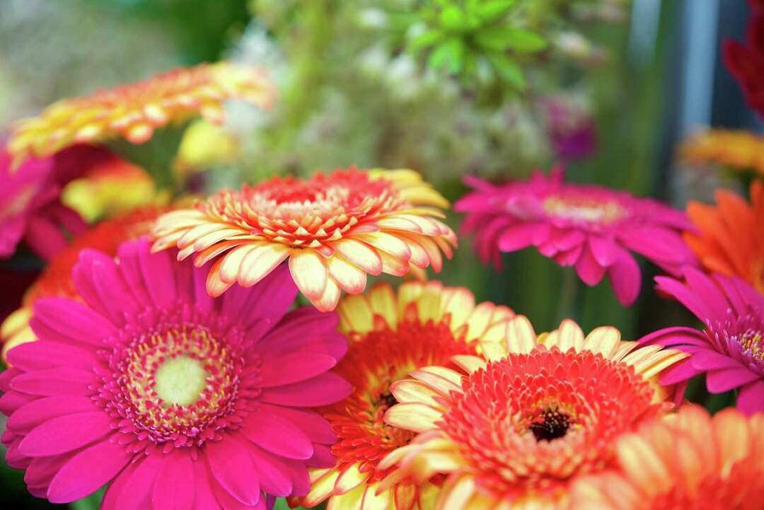 Are Gerbera Daisies Annuals or Perennials?