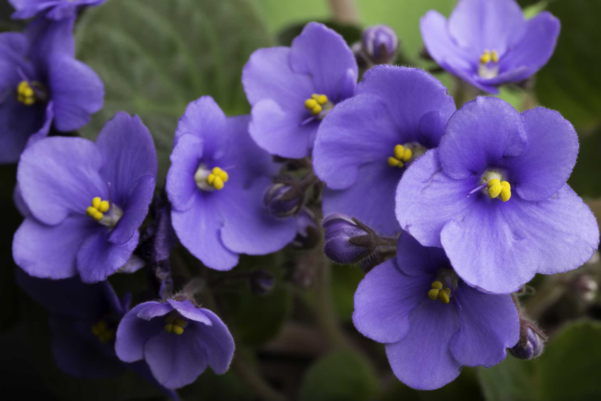 How to Fix a Droopy African Violet
