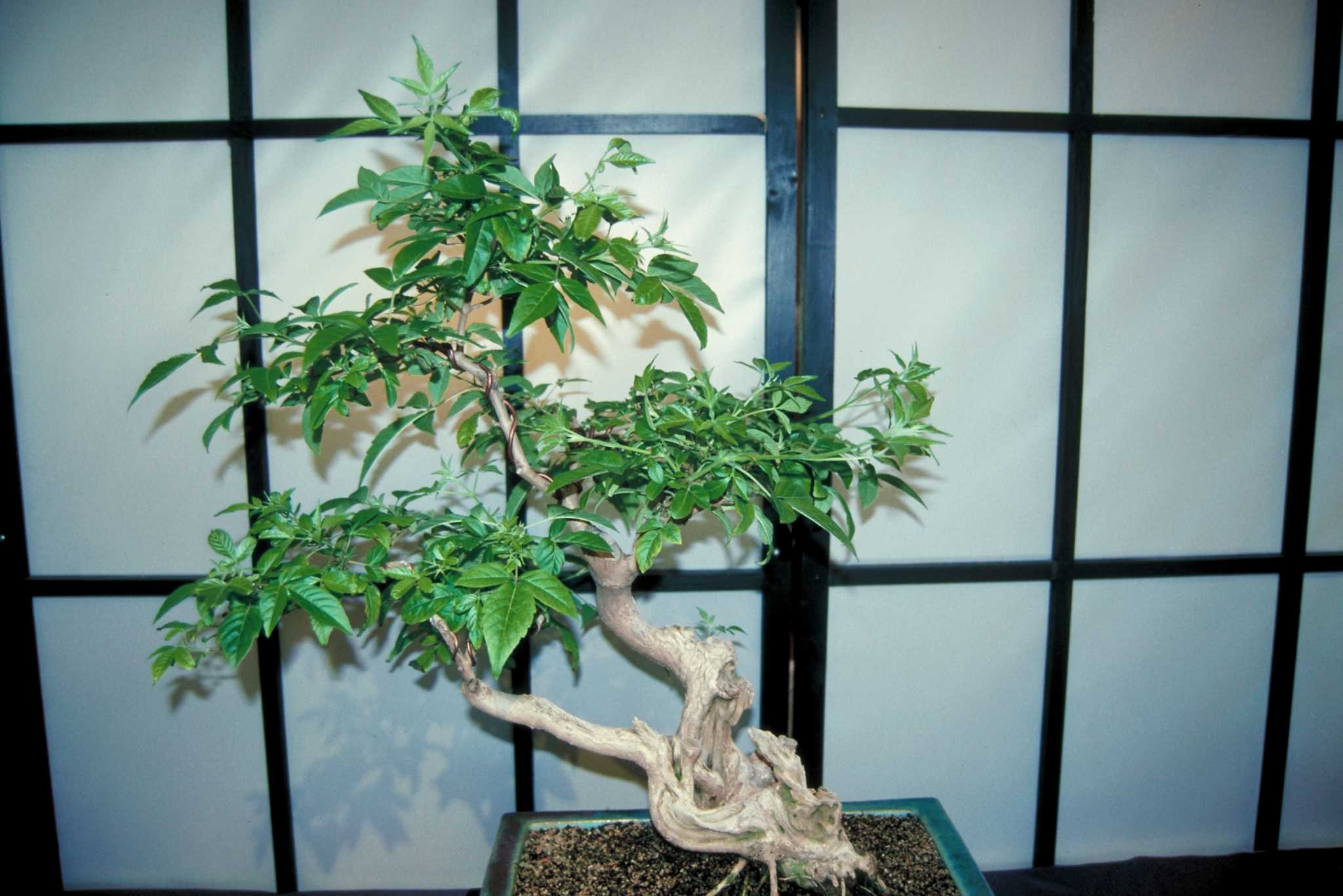 How to Bring a Bonsai in From the Wild