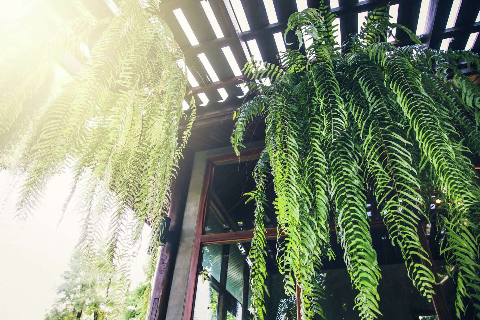 Can Ferns Survive in Cold Weather: Essential Survival Tips