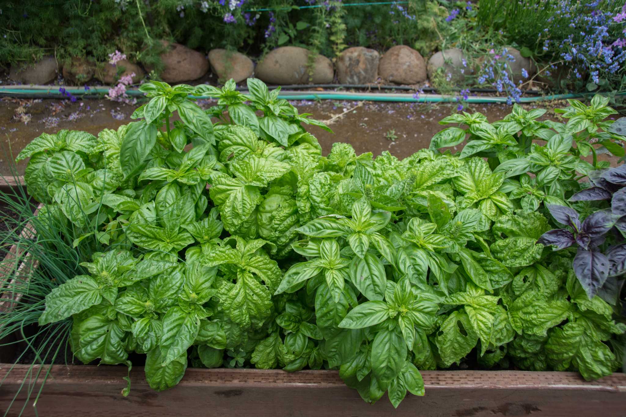 Bringing Wilted Basil Back to Life