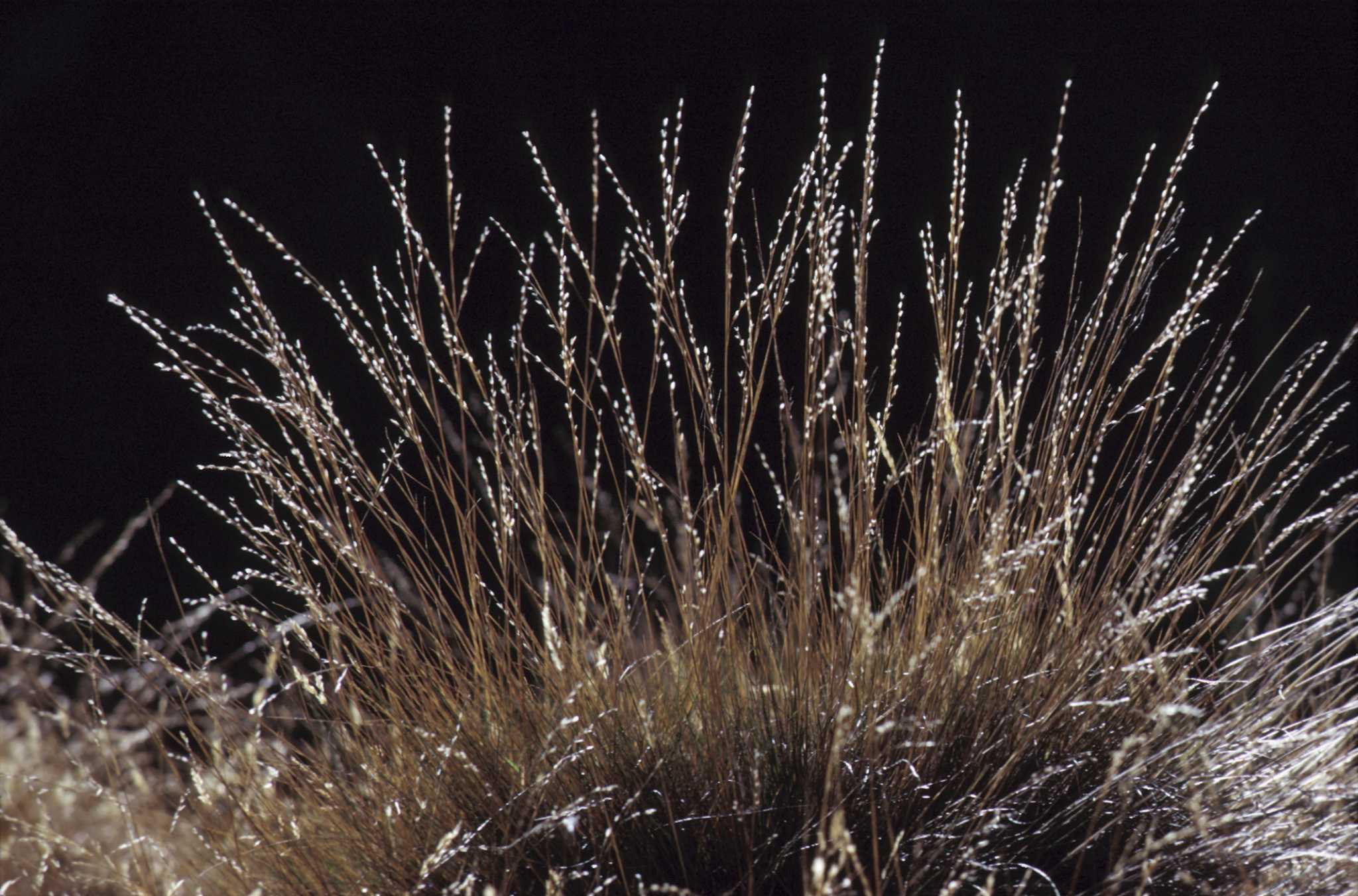 Brown Grass in a Leach Field