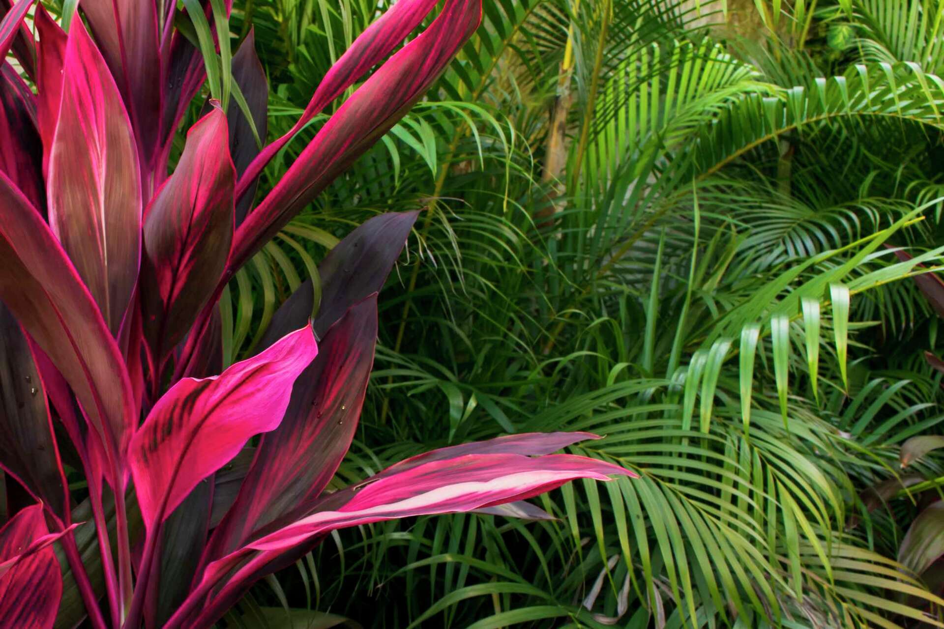 Care of a Cordyline Red Star Spike