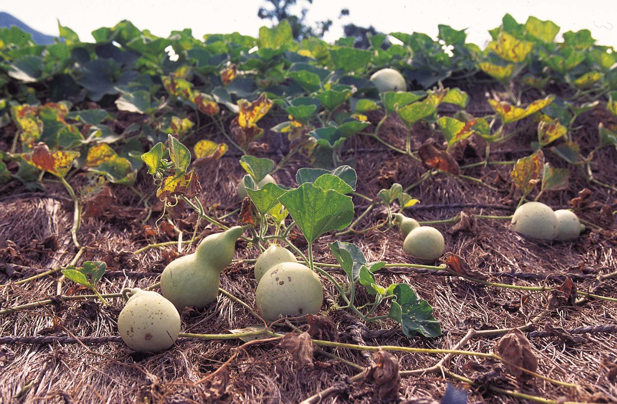 How to Inject a Squash Plant for Vine Borers