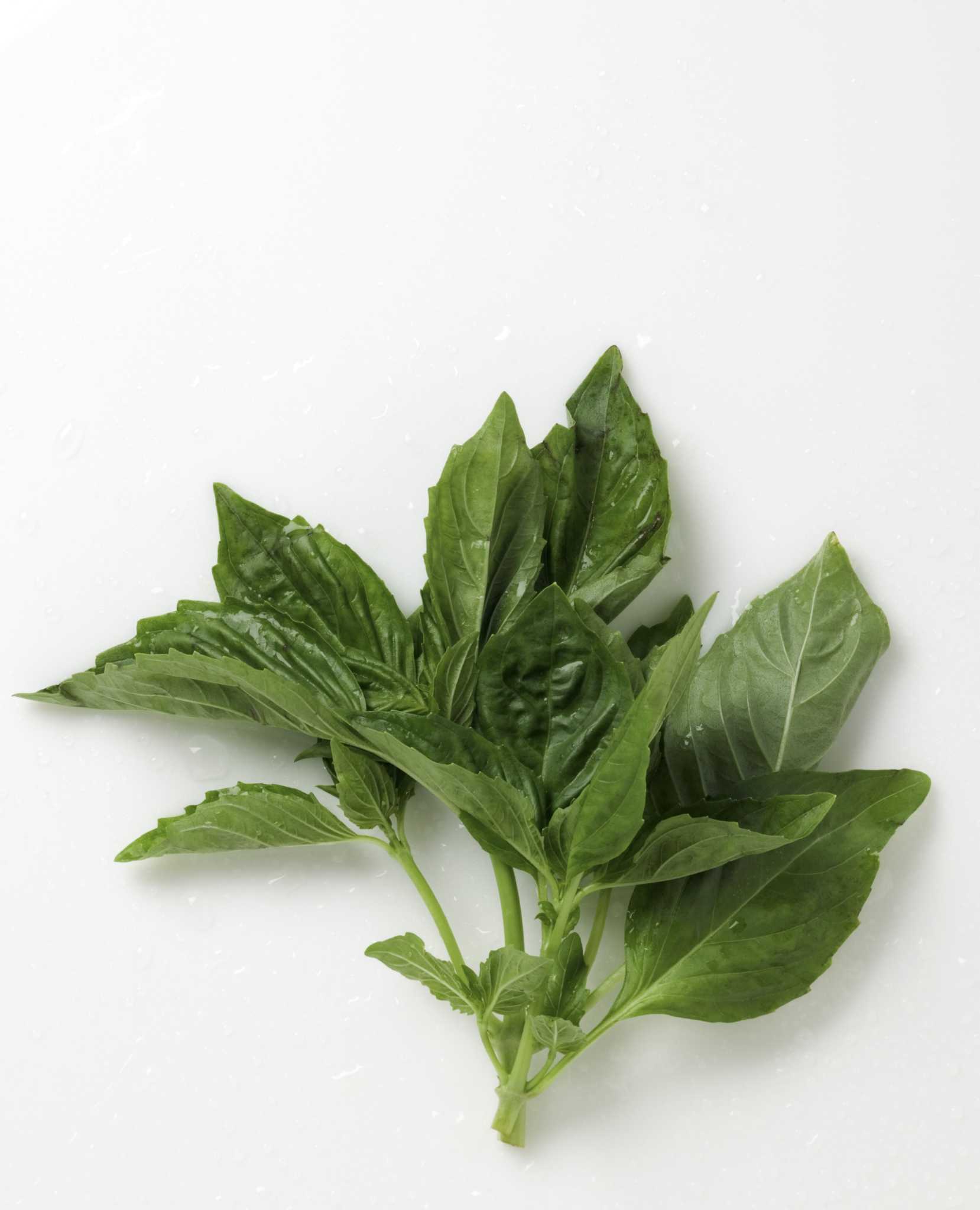 Brown Spots on the Stems of Basil Plants