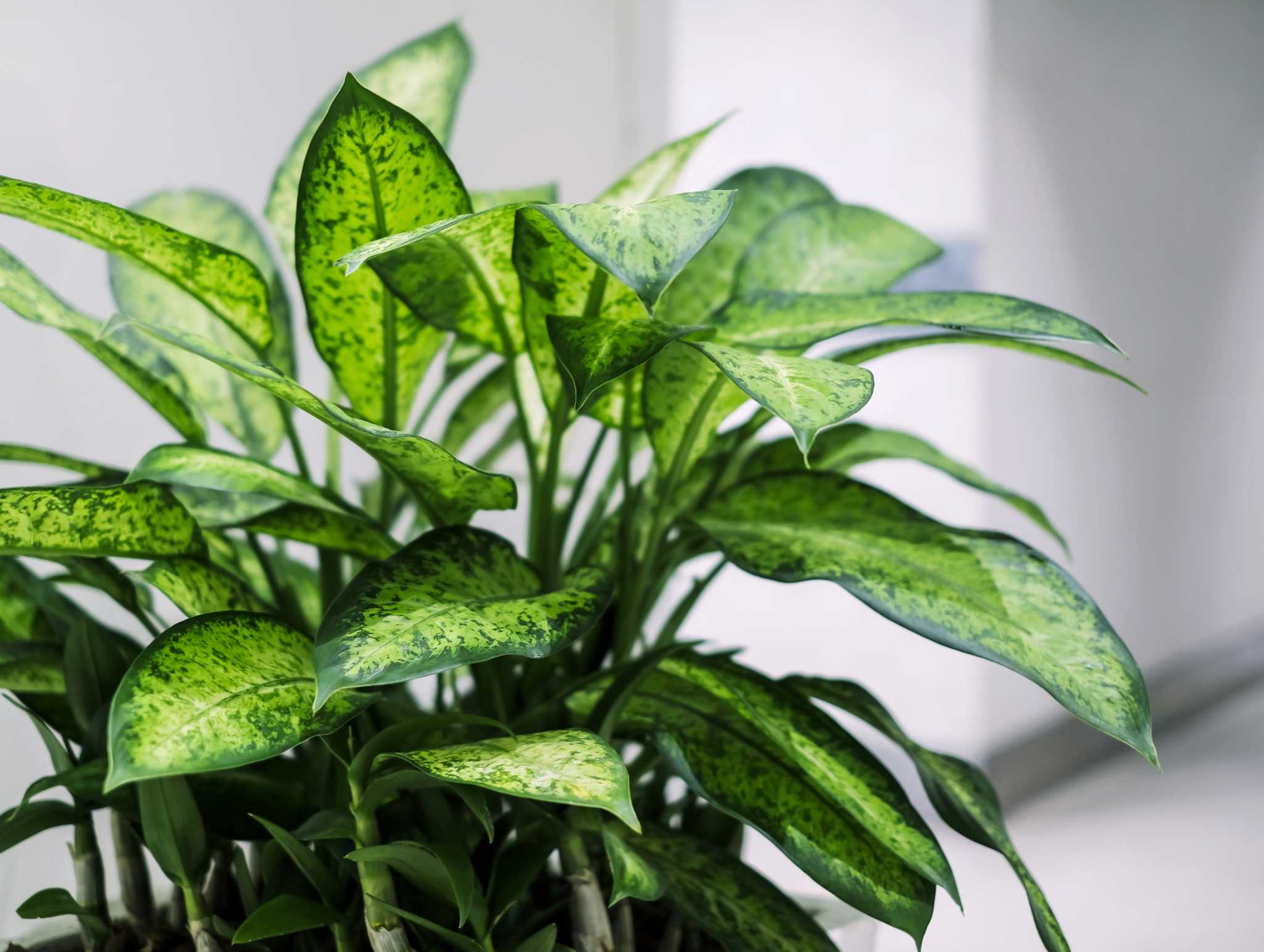 Brown Spots & Yellow Leaves on a Dumb Cane Houseplant