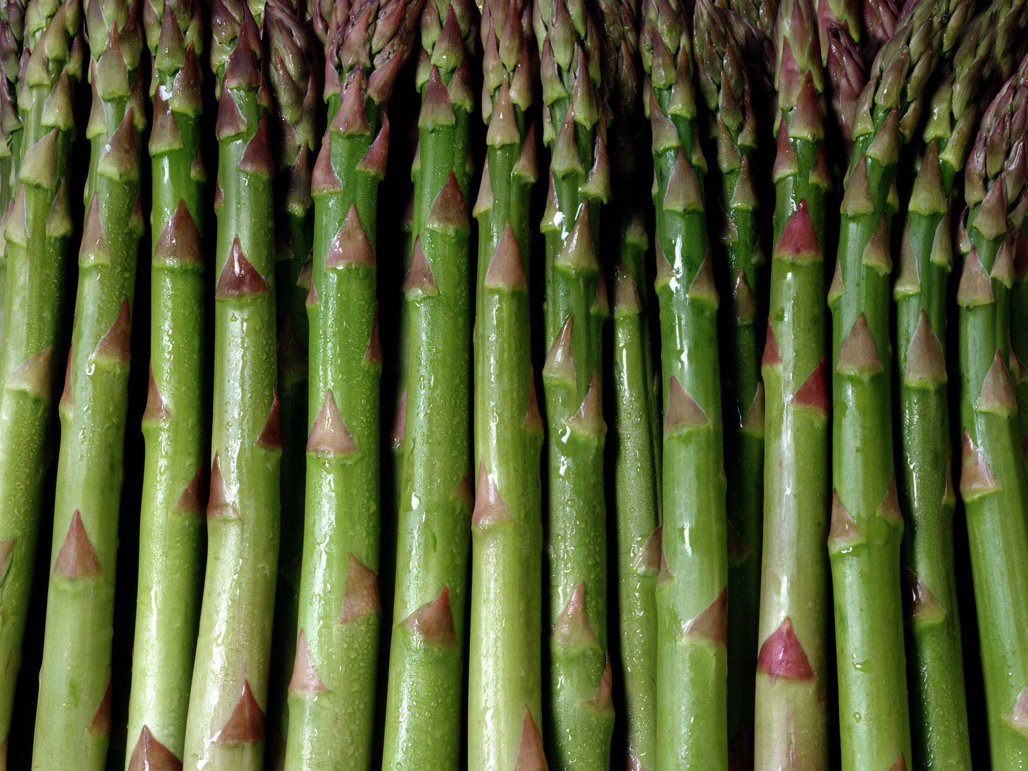 Asparagus fertilizer on sale