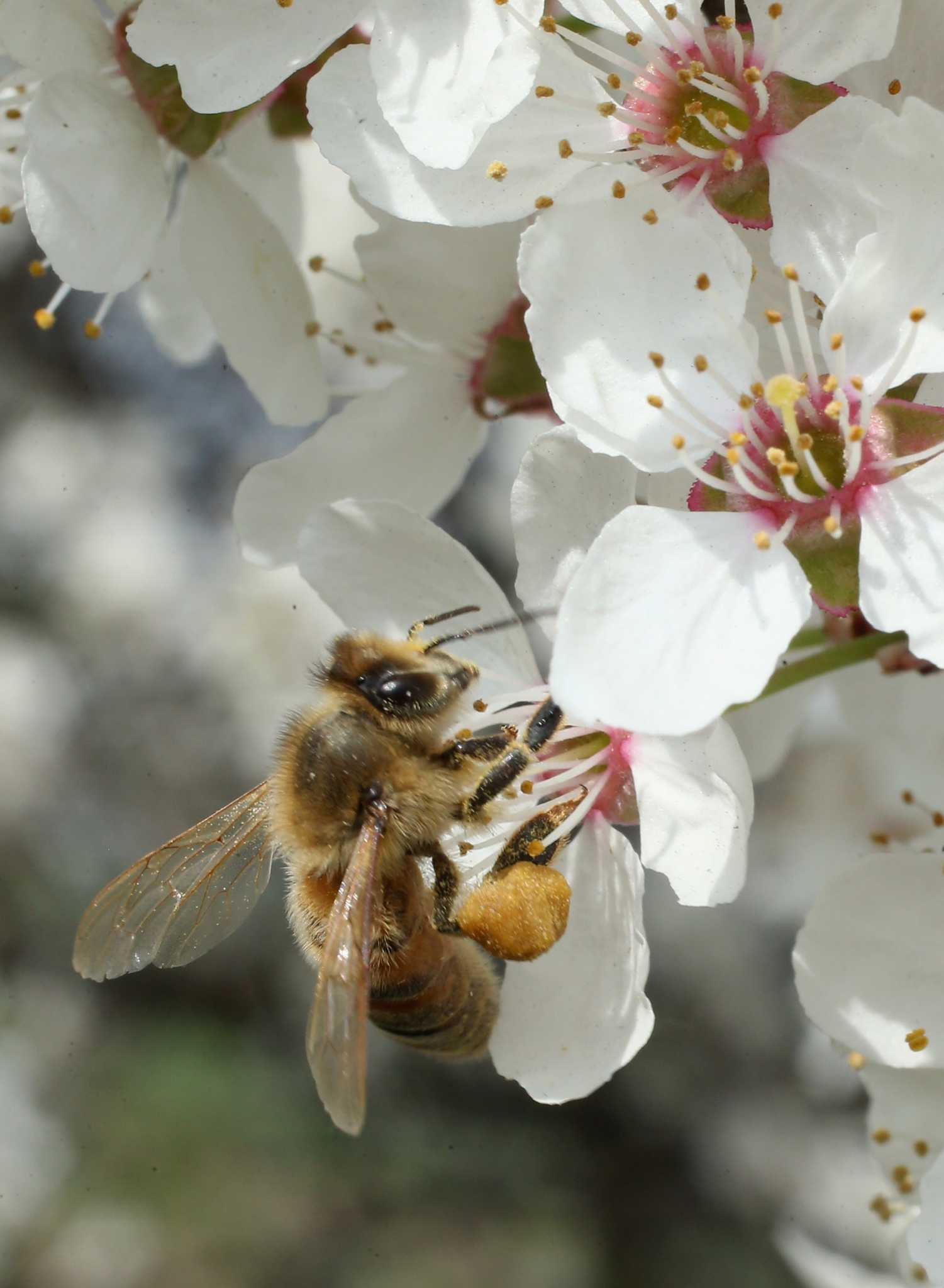 how-does-bug-spray-affect-insects