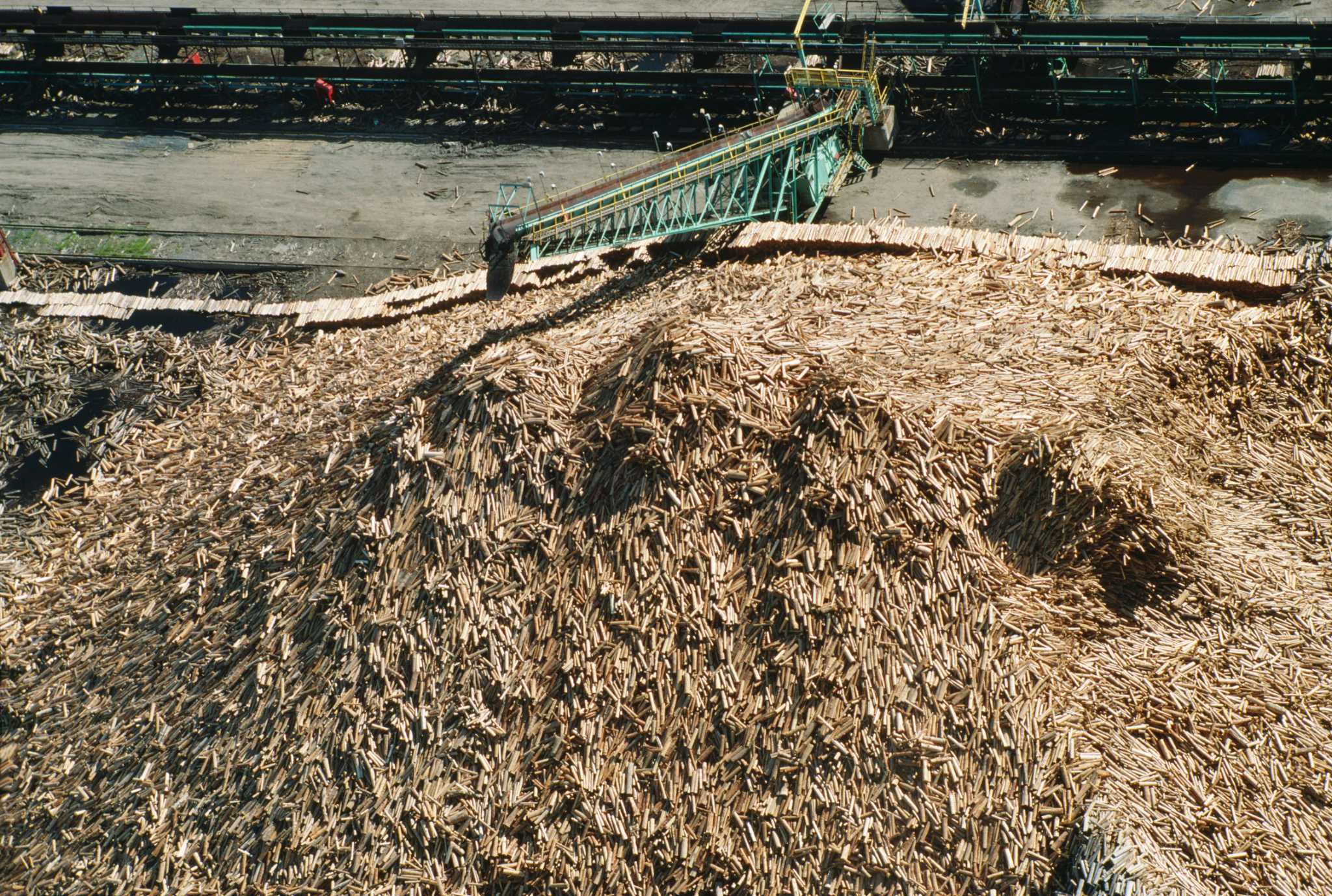 What Is That Yellow VomitLike Substance on Top of My Mulch in My