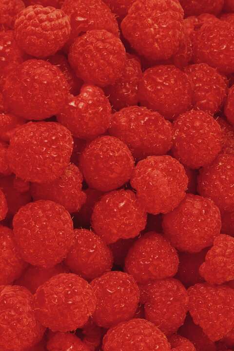 How to Build a Red Raspberry Trellis Using Metal Posts