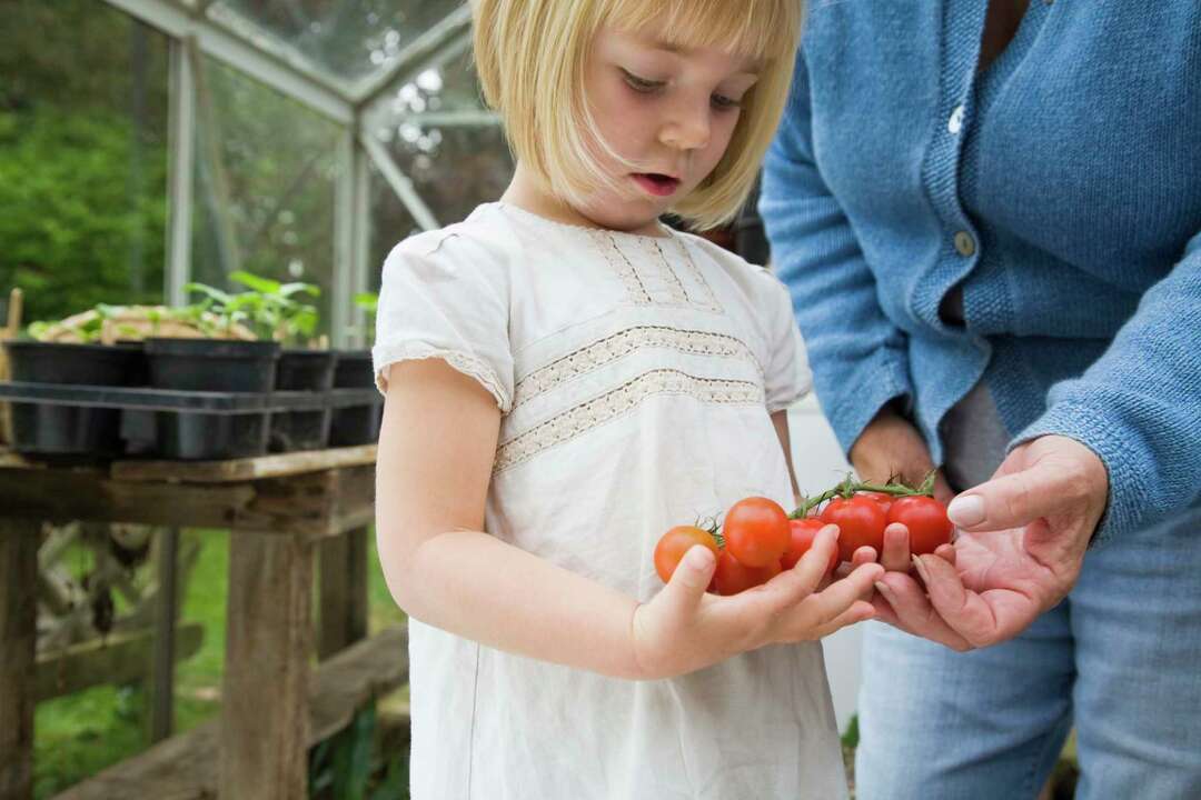 How Do Plants Pollinate in a Greenhouse?