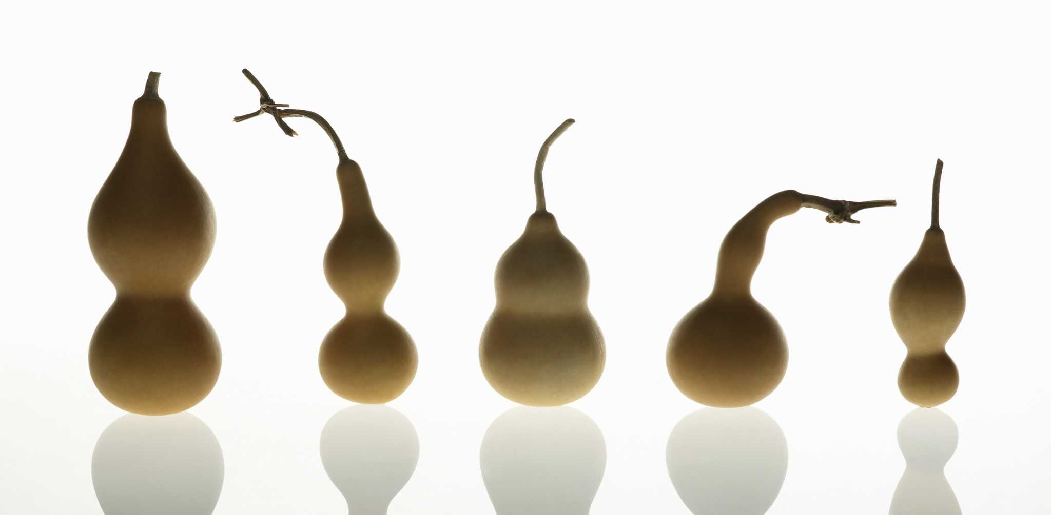 How to Build a Trellis for a Large Bottle Gourd