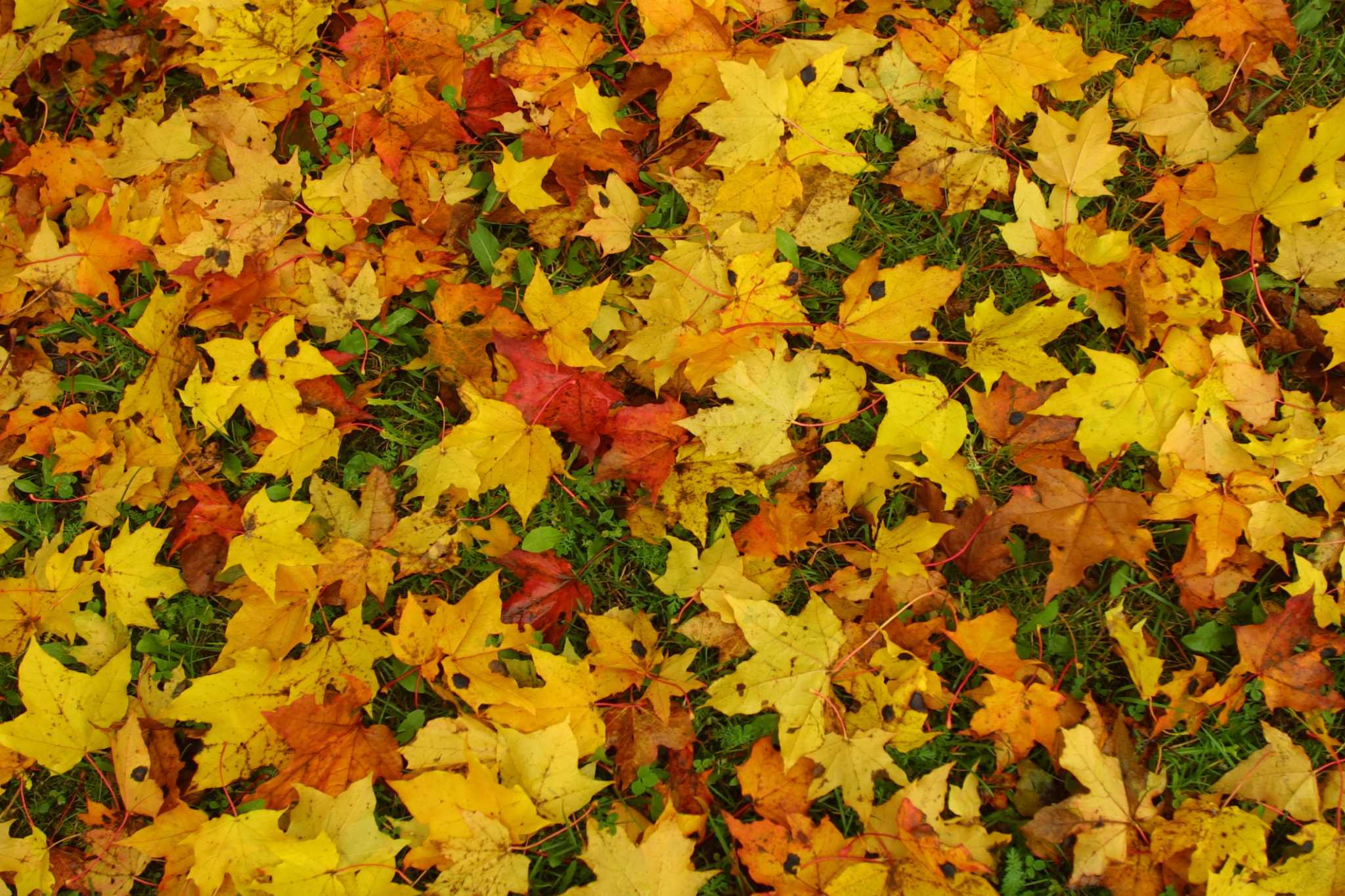 How to Use Dead Leaves as Ground Cover