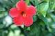 Hibiscus plants require adequate moisture but don't tolerate too much water.