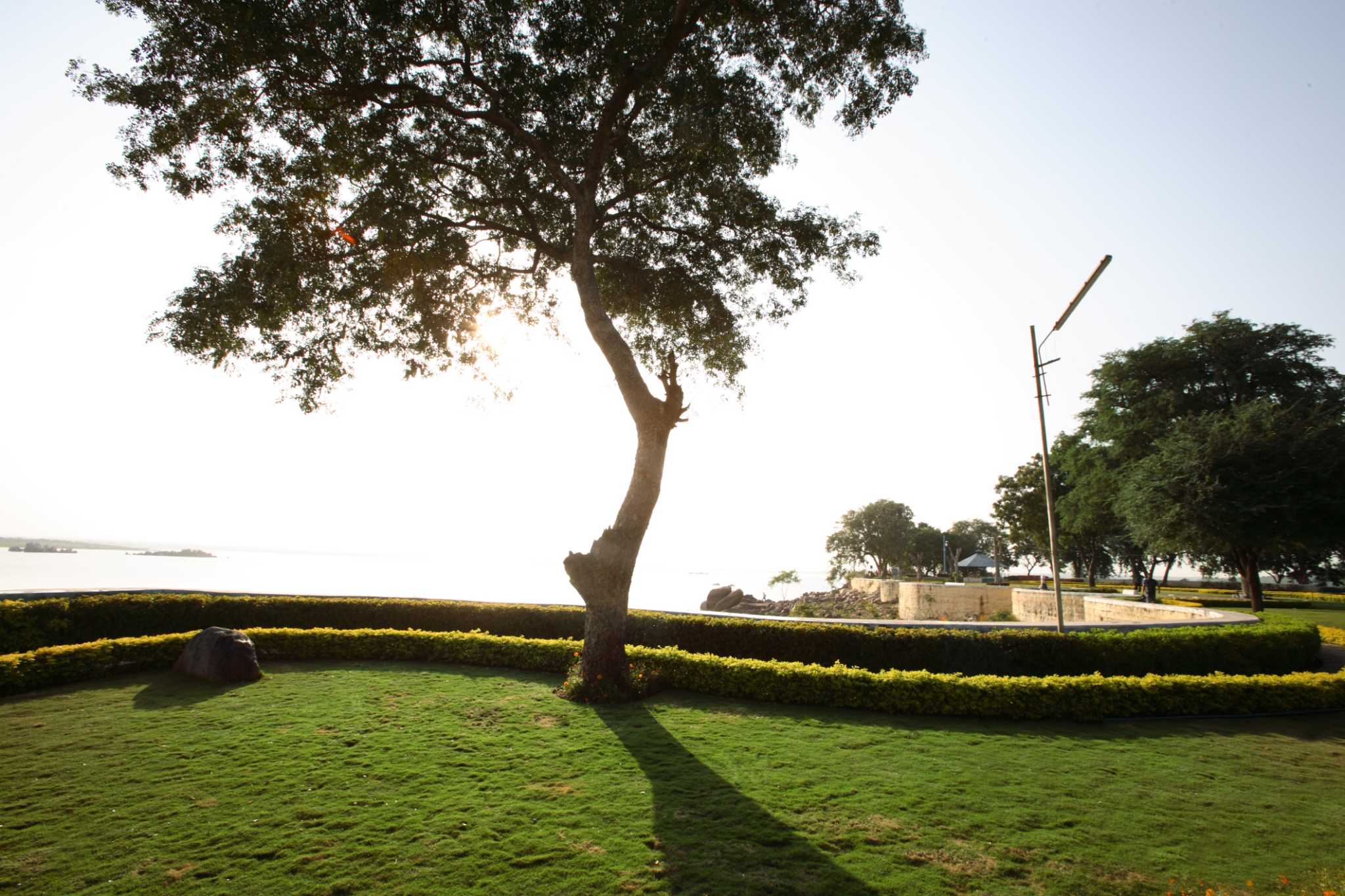 What Is Floratam Grass?