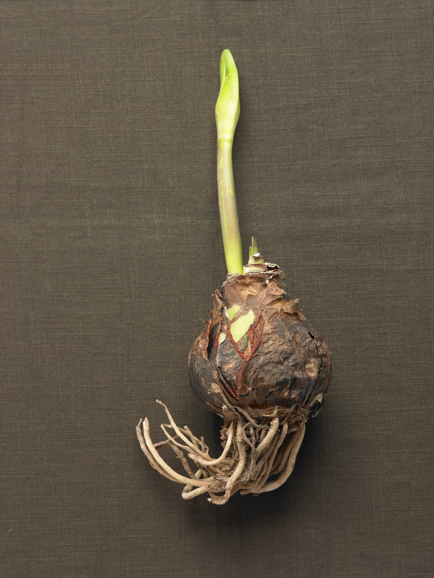 How to Plant Bulbs in a Container With No Soil