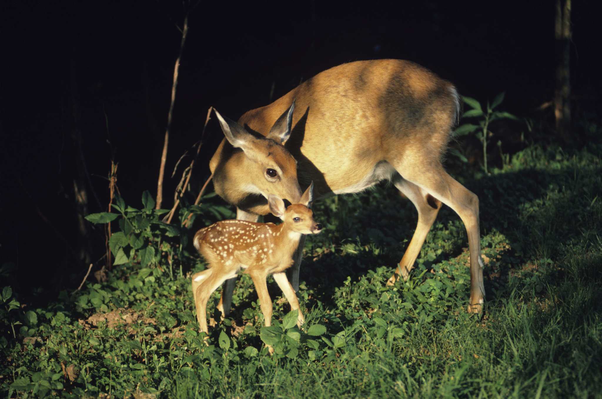 Flowering Bulbs That Deer Won't Eat
