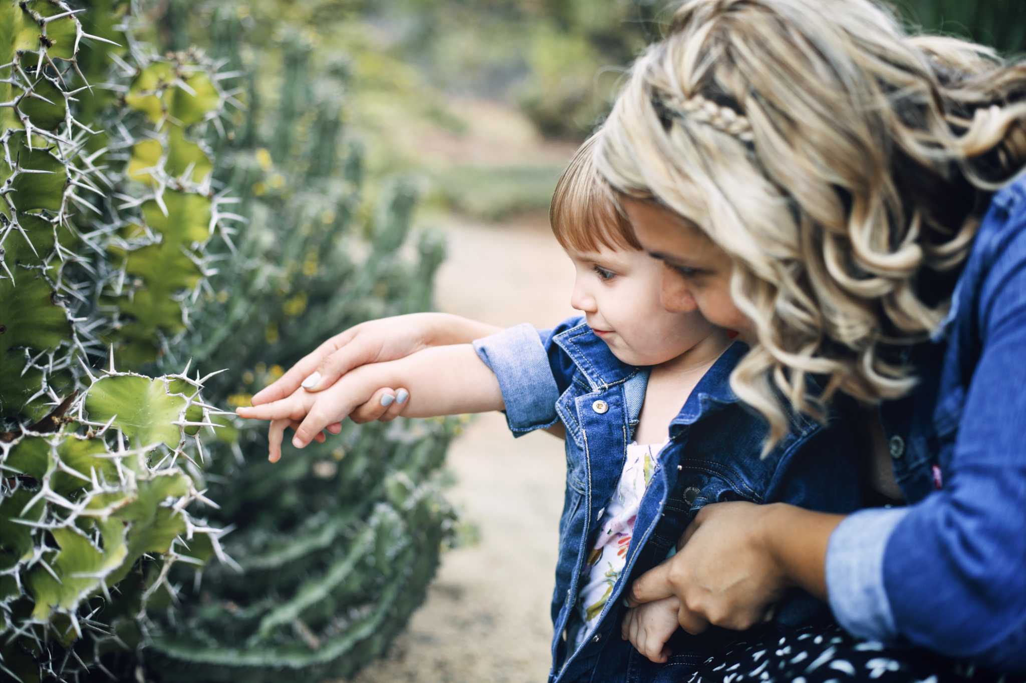 How to Get Cacti Out of the Yard