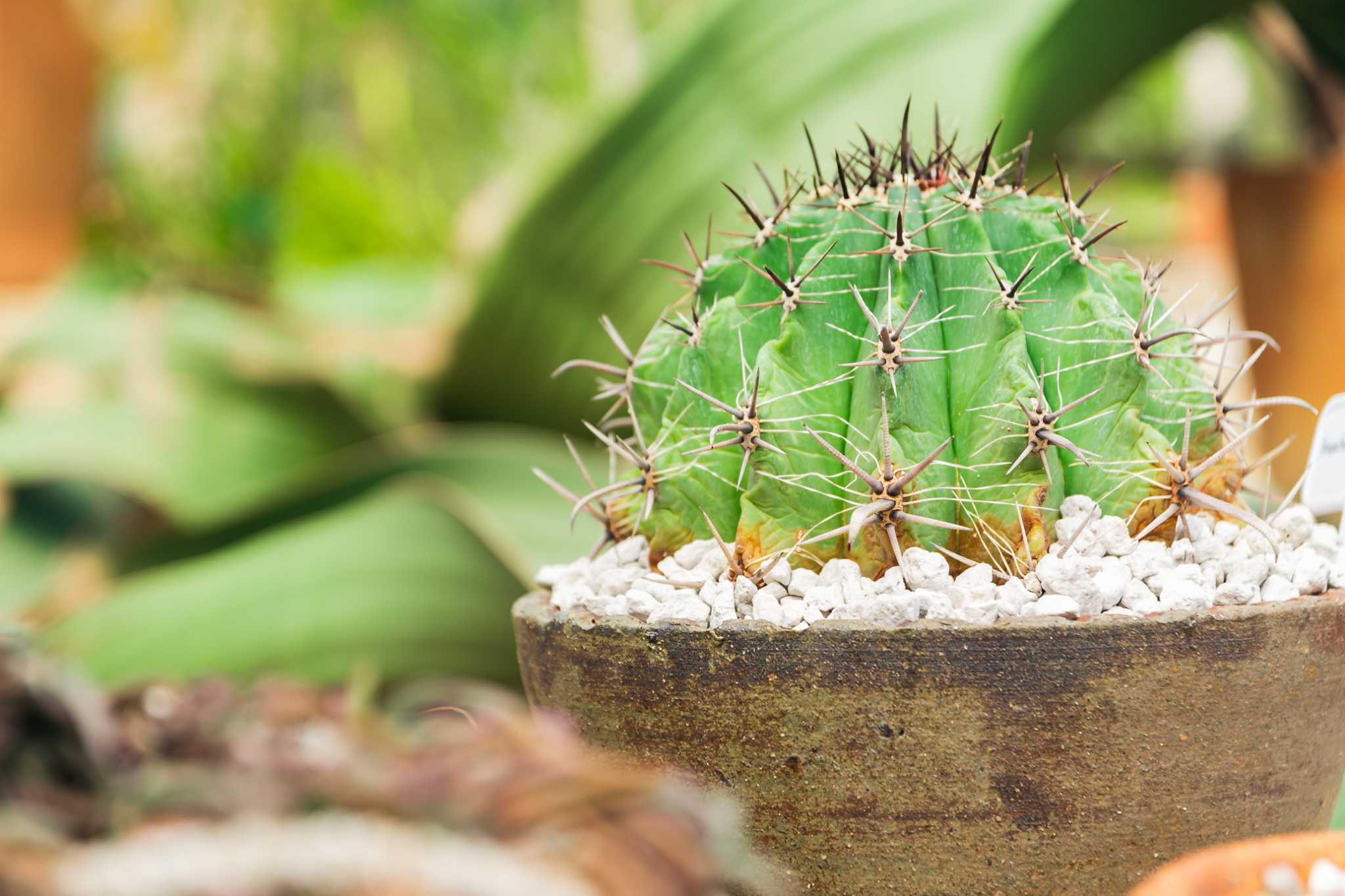 Cacti Turning Brown and Brittle