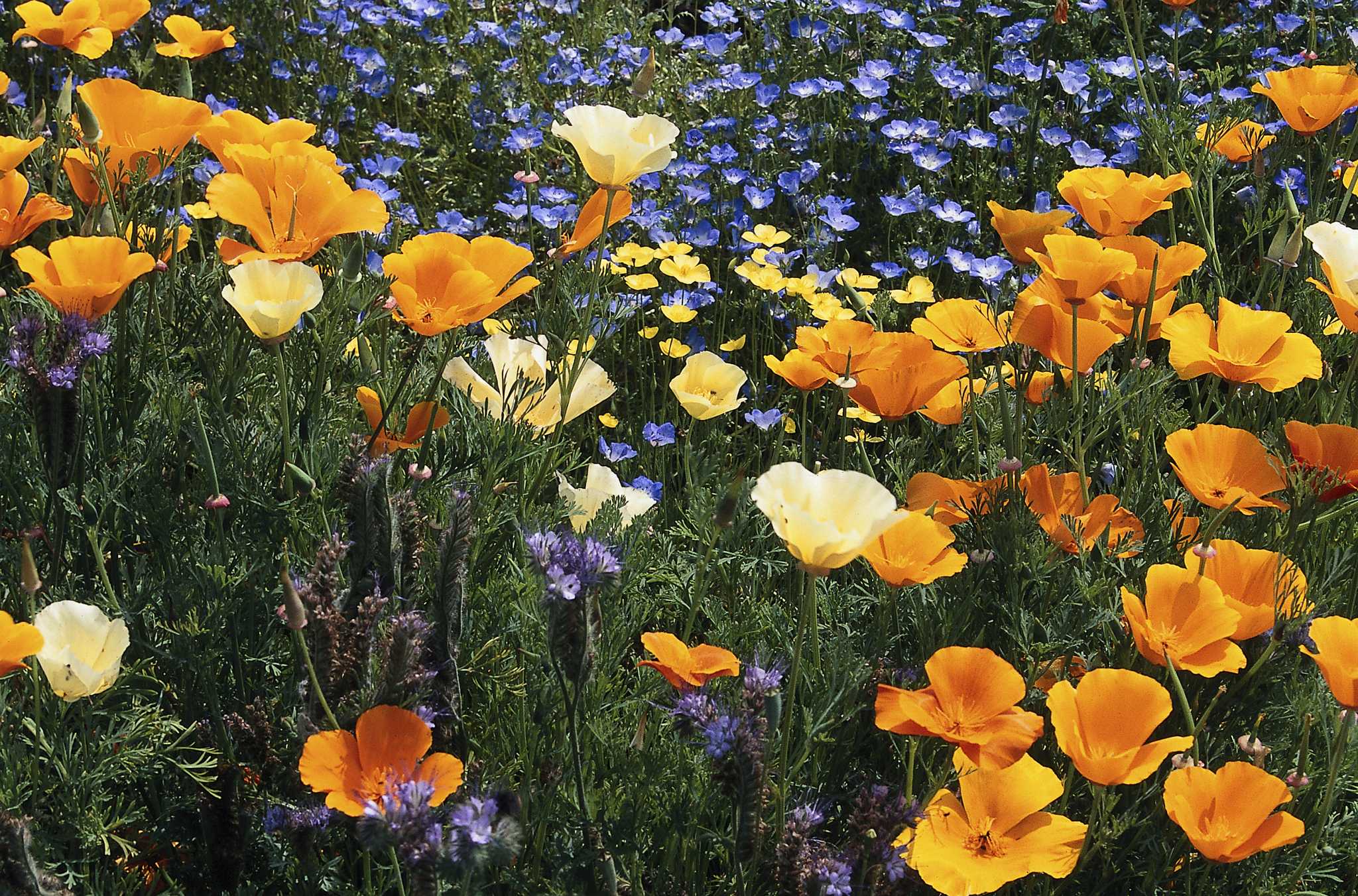 How to Grow Poppies in the Winter in Zone 8