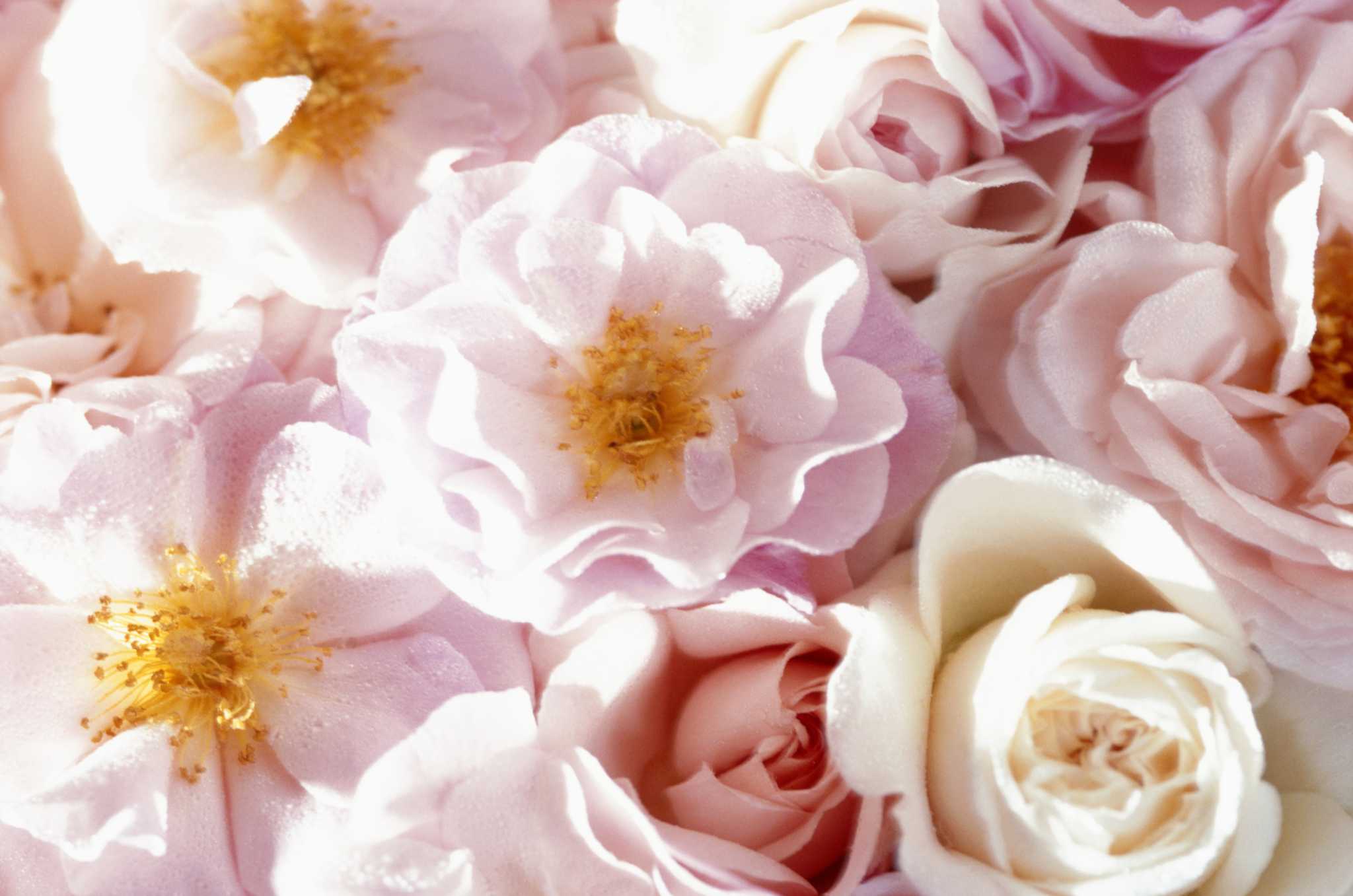 Flowers That Have Pastel Pink Colors