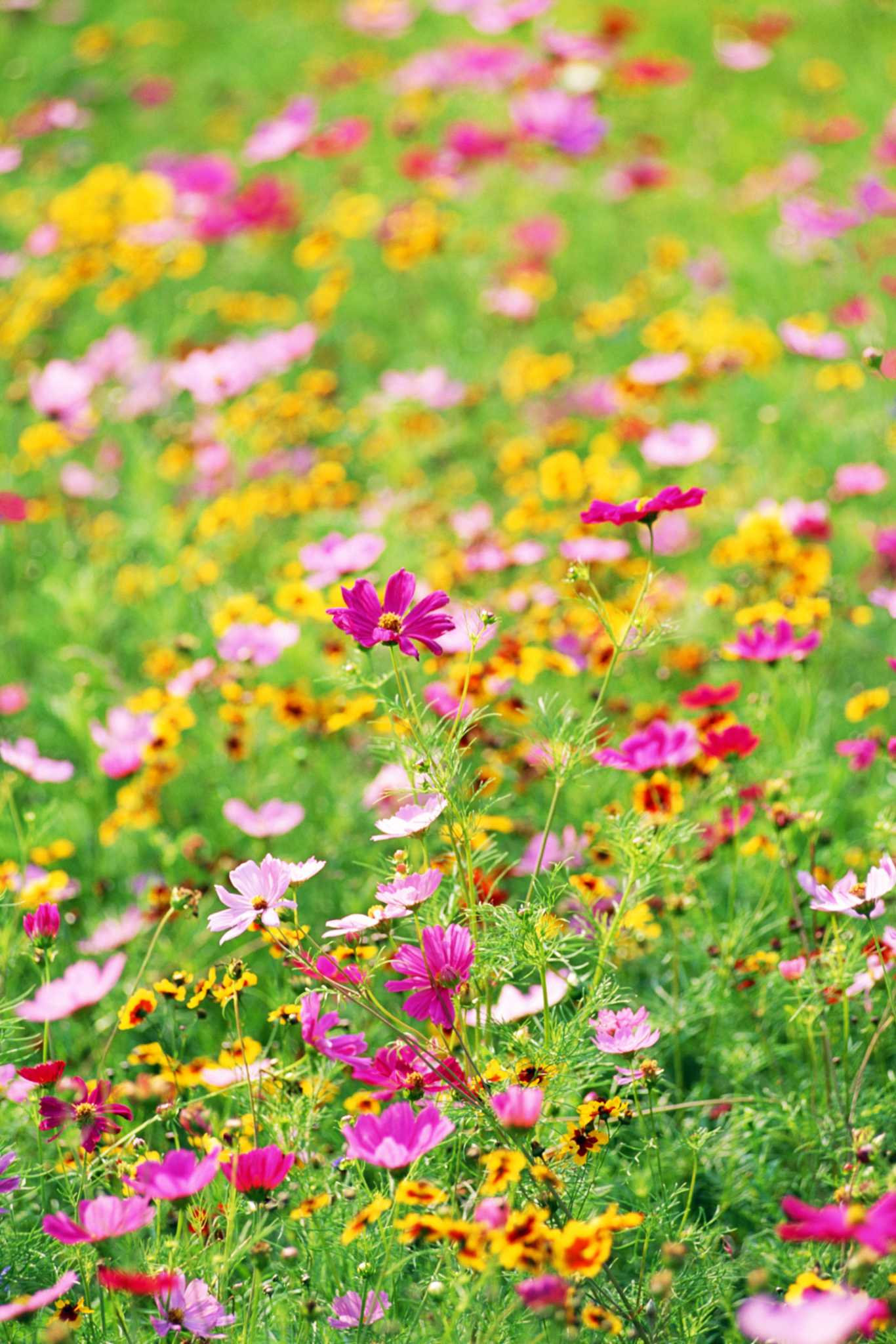 why-do-flowers-have-pleasant-smells-and-bright-colors