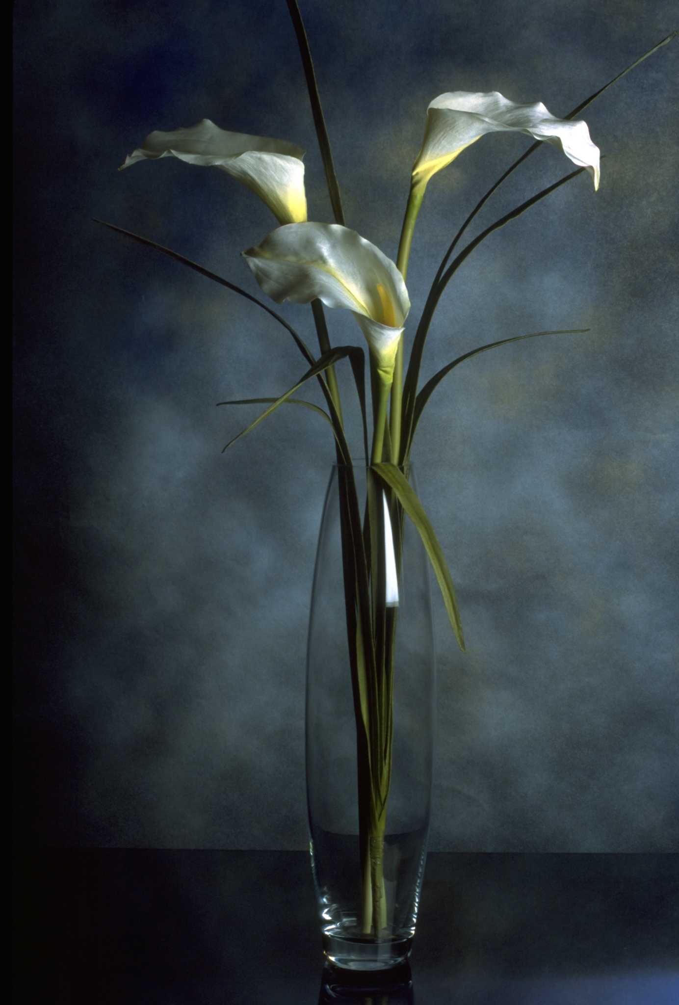 Flowers Similar to Calla Lilies