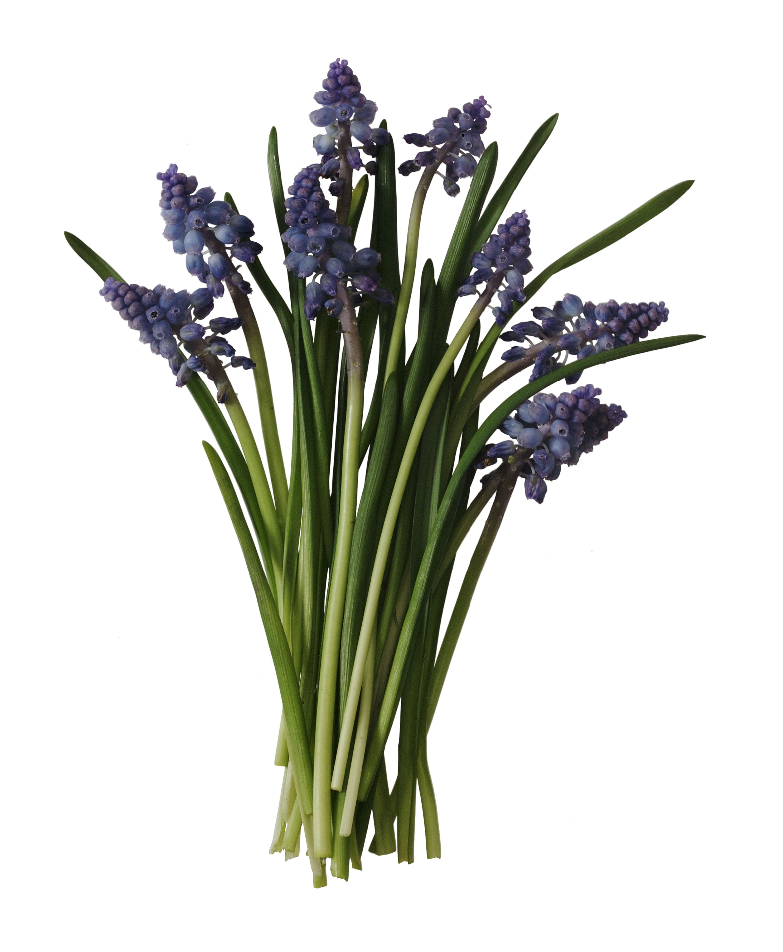 How to Kill Blue Hyacinths