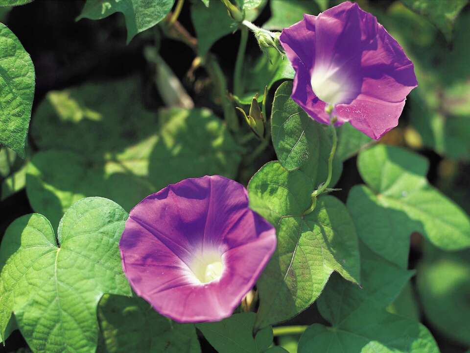 Why Do My Morning Glory Plants Have Thinning Vines on the Bottom