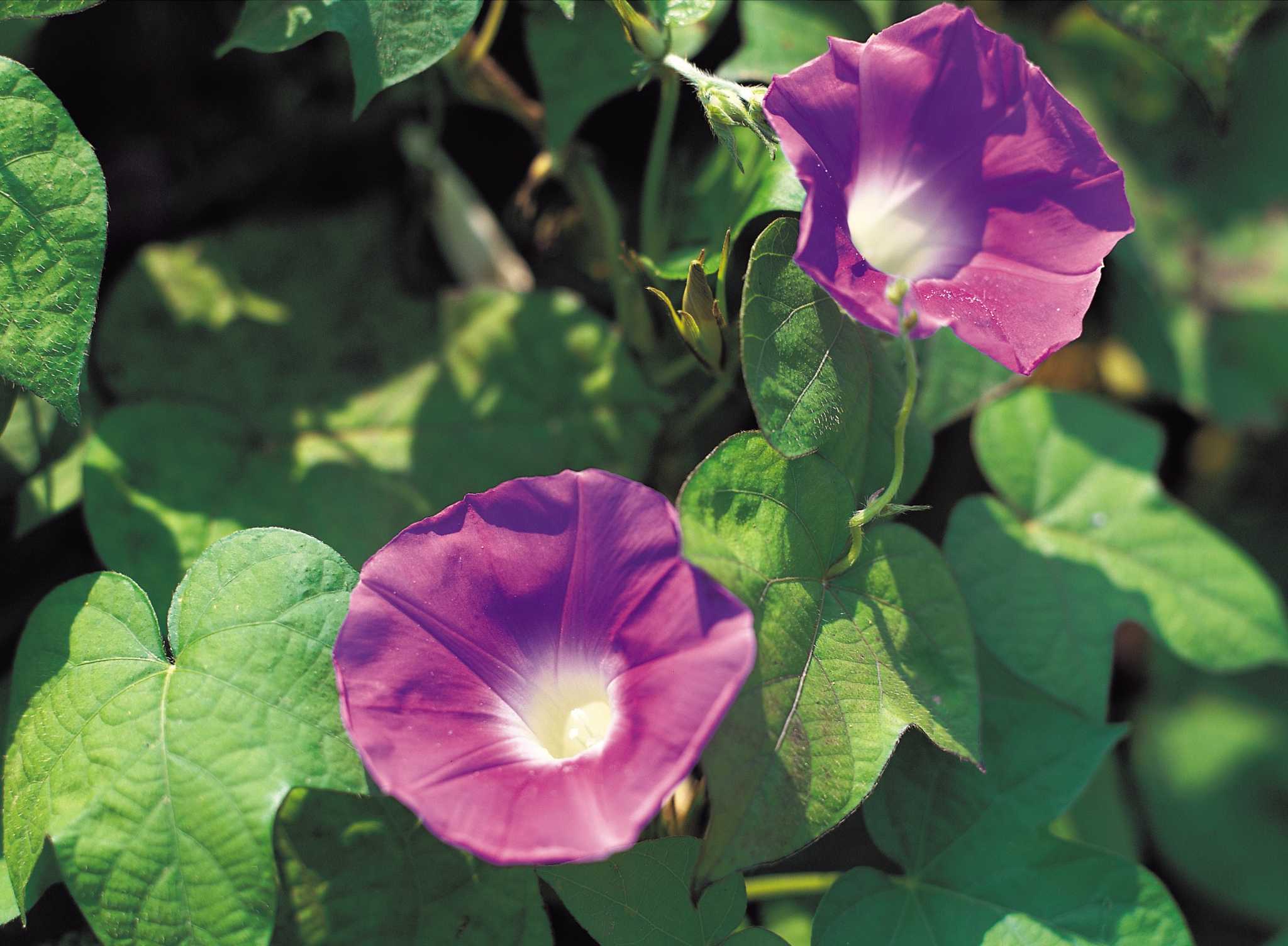 How Often Should I Water My Morning Glories?