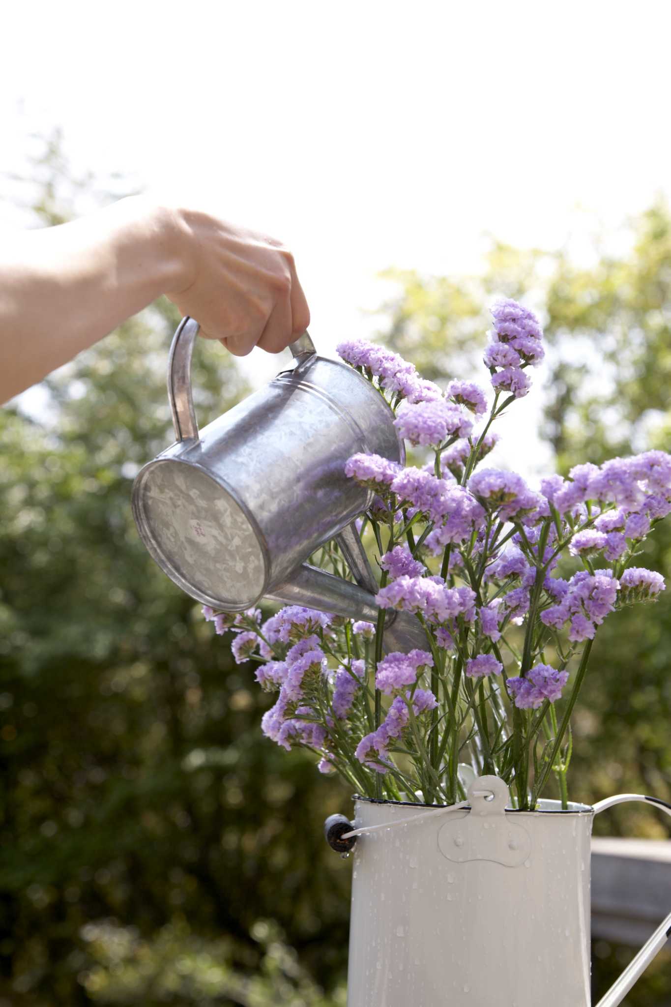 How to Flush a Plant