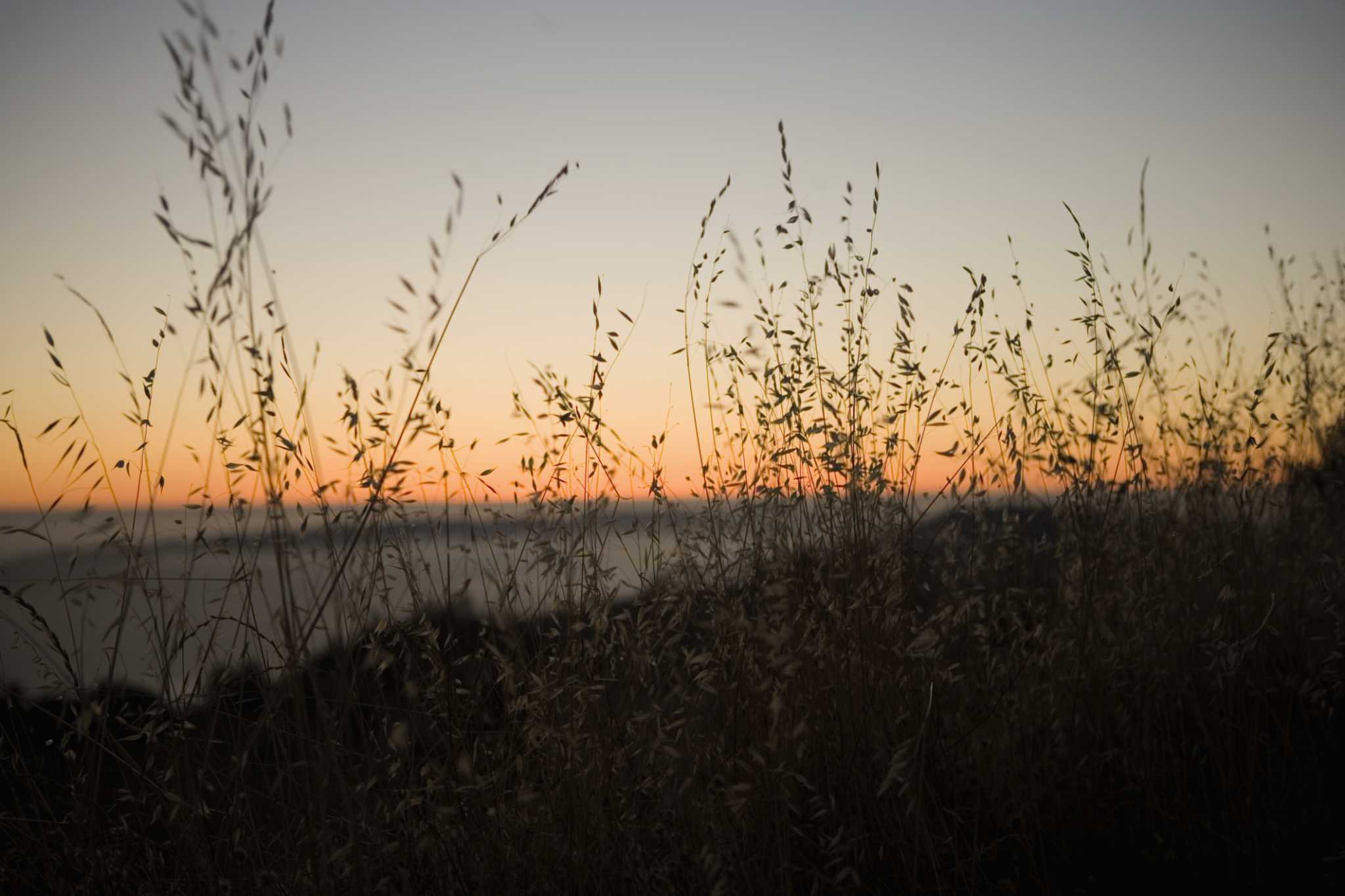 California Wild Oat Grass