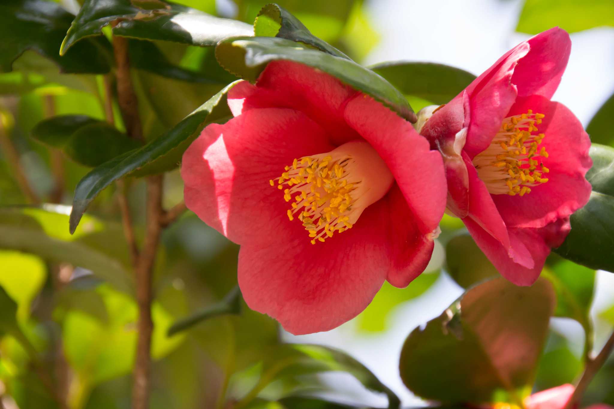 Camellia Leaves Turning Brown And Falling Off at Dana Dudley blog
