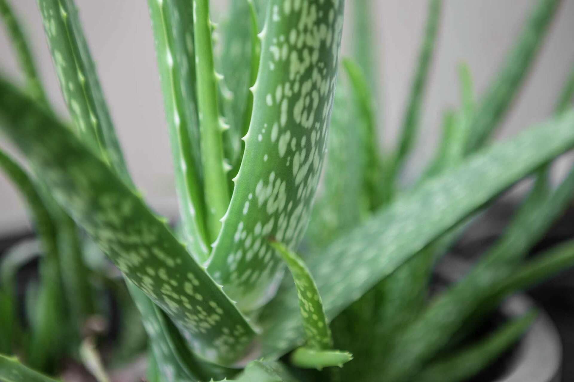 pro natures aloe vera Aloe Vera Phytogel Capsules main image 0