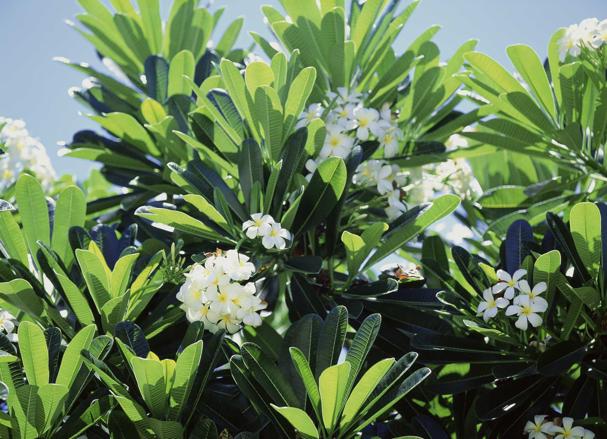 How to Water a Frangipani Tree in a Pot