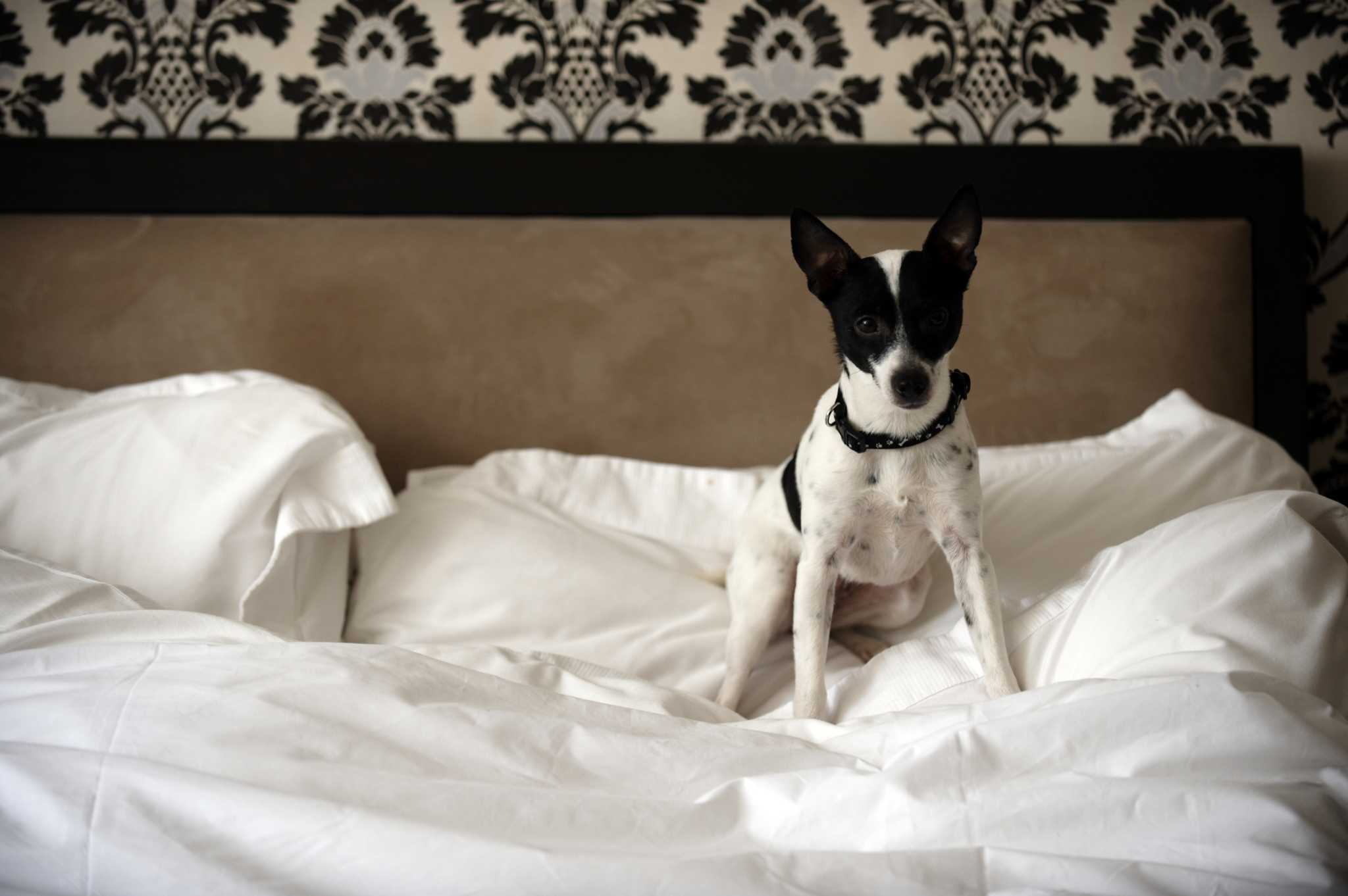 How to Freshen Foam Bed Pillows