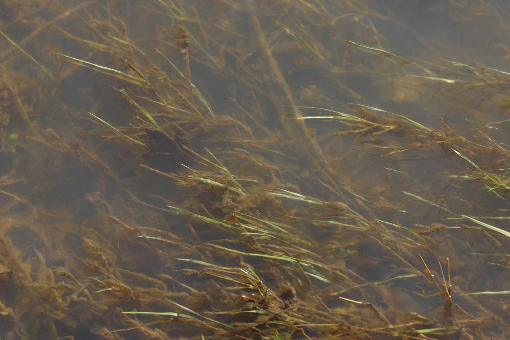 Freshwater seaweed store