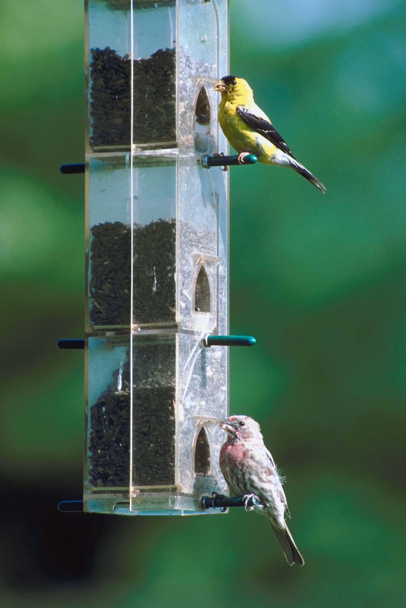 Can Bird Seed Be Heated to Make It Not Sprout?