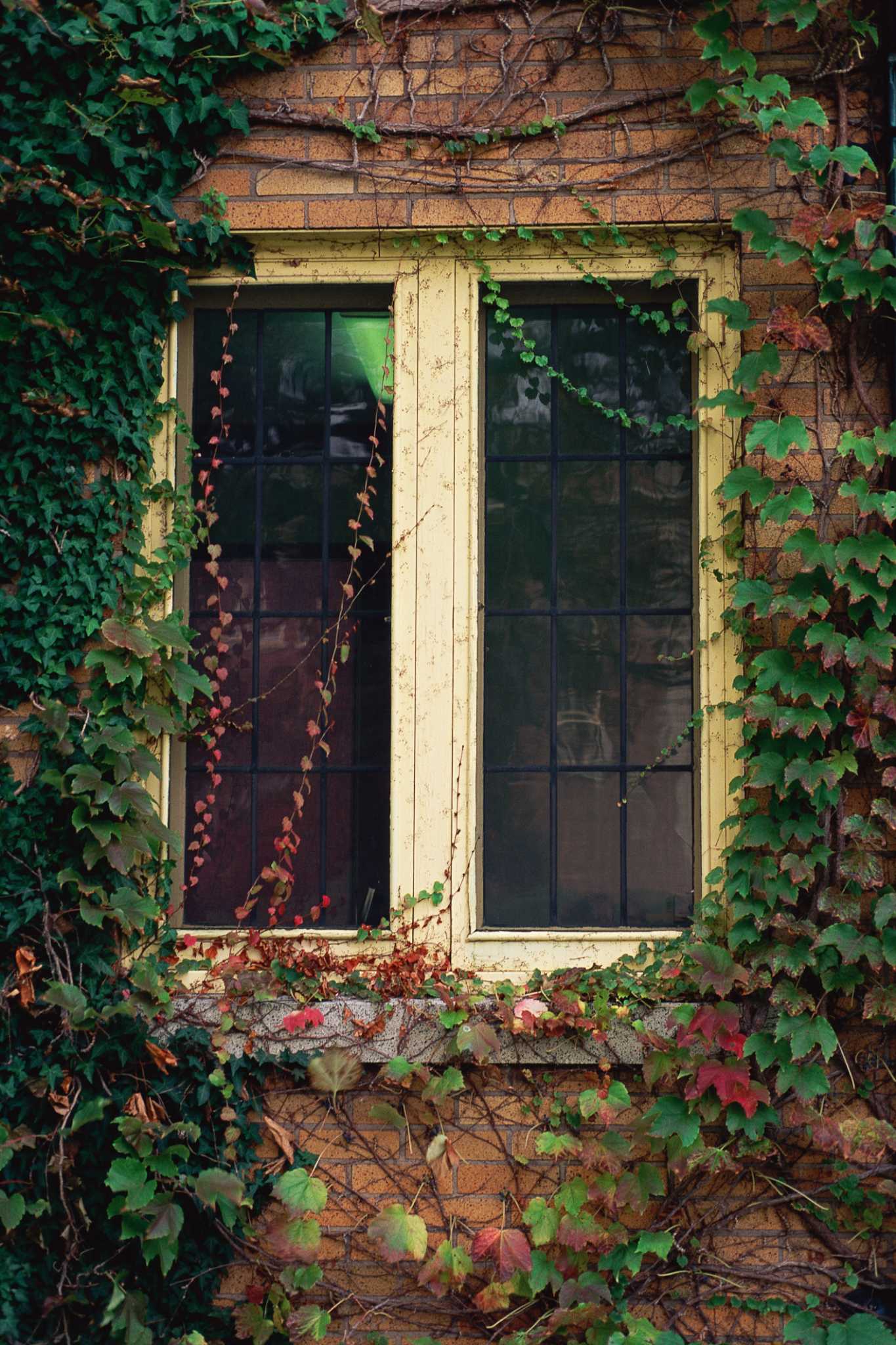 Vines to Grow on Brick in Sunny Locations