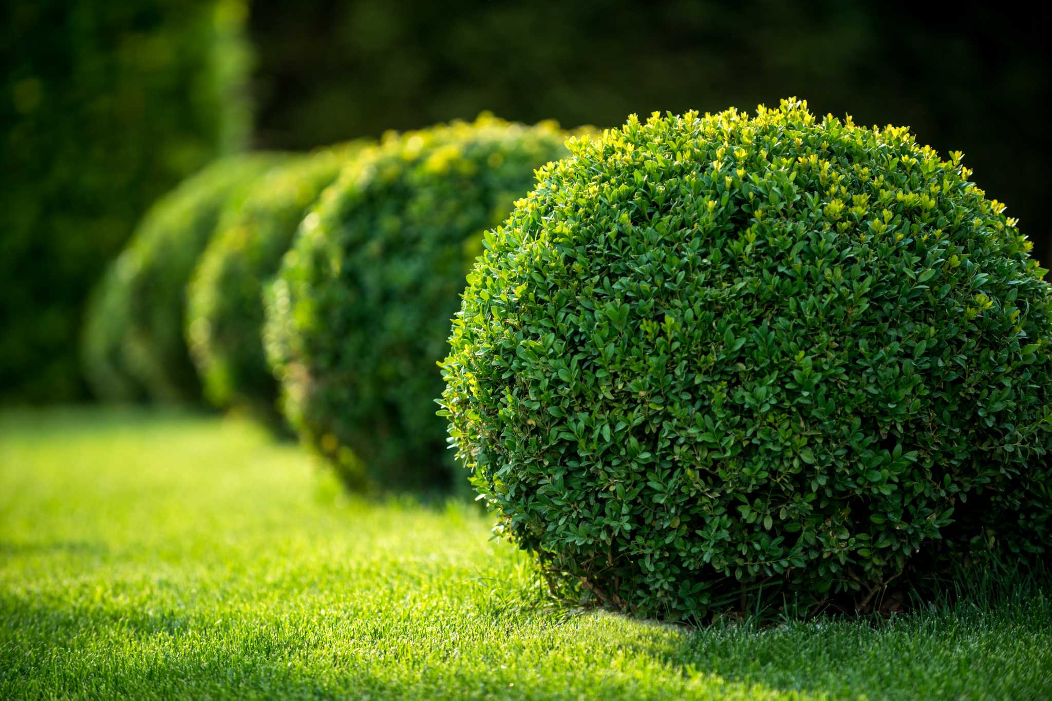 Can Boxwood Grow in the Shade?