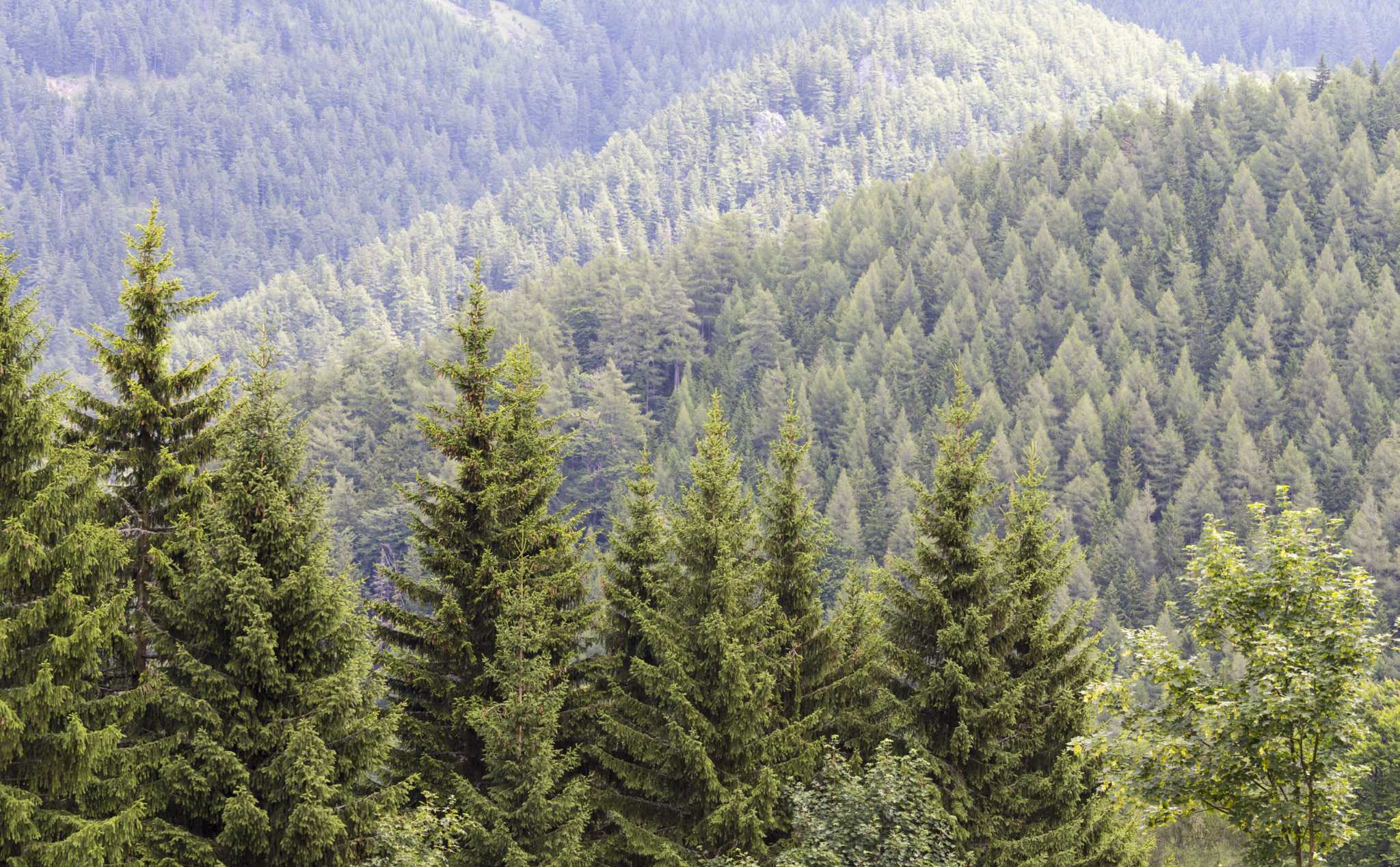 Can a Brown Evergreen Come Back?