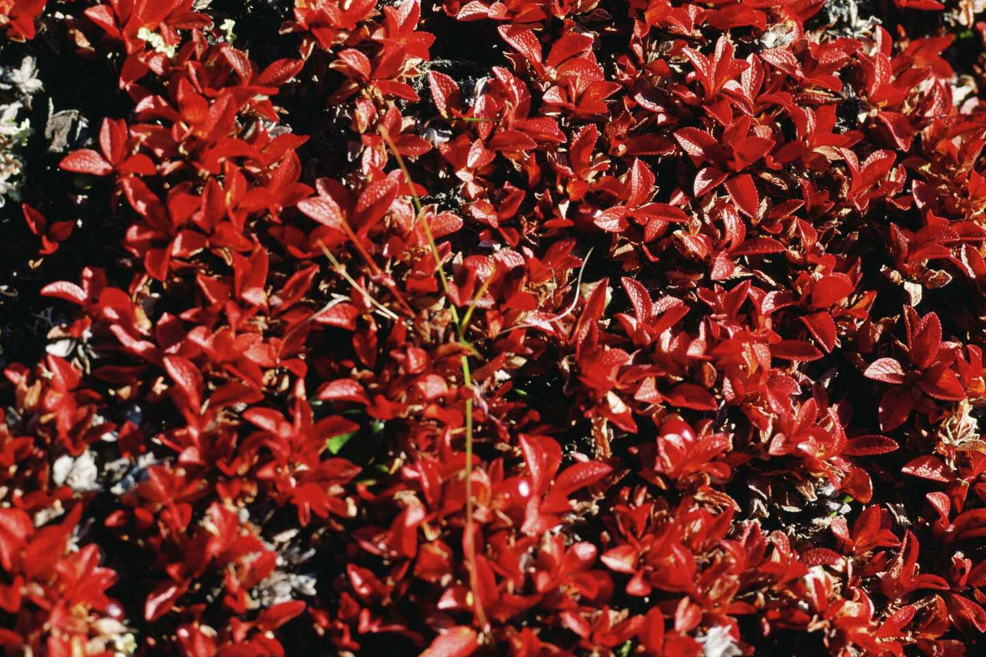 What Can I Do if My Burning Bush Has Brown & Chewed Leaves?