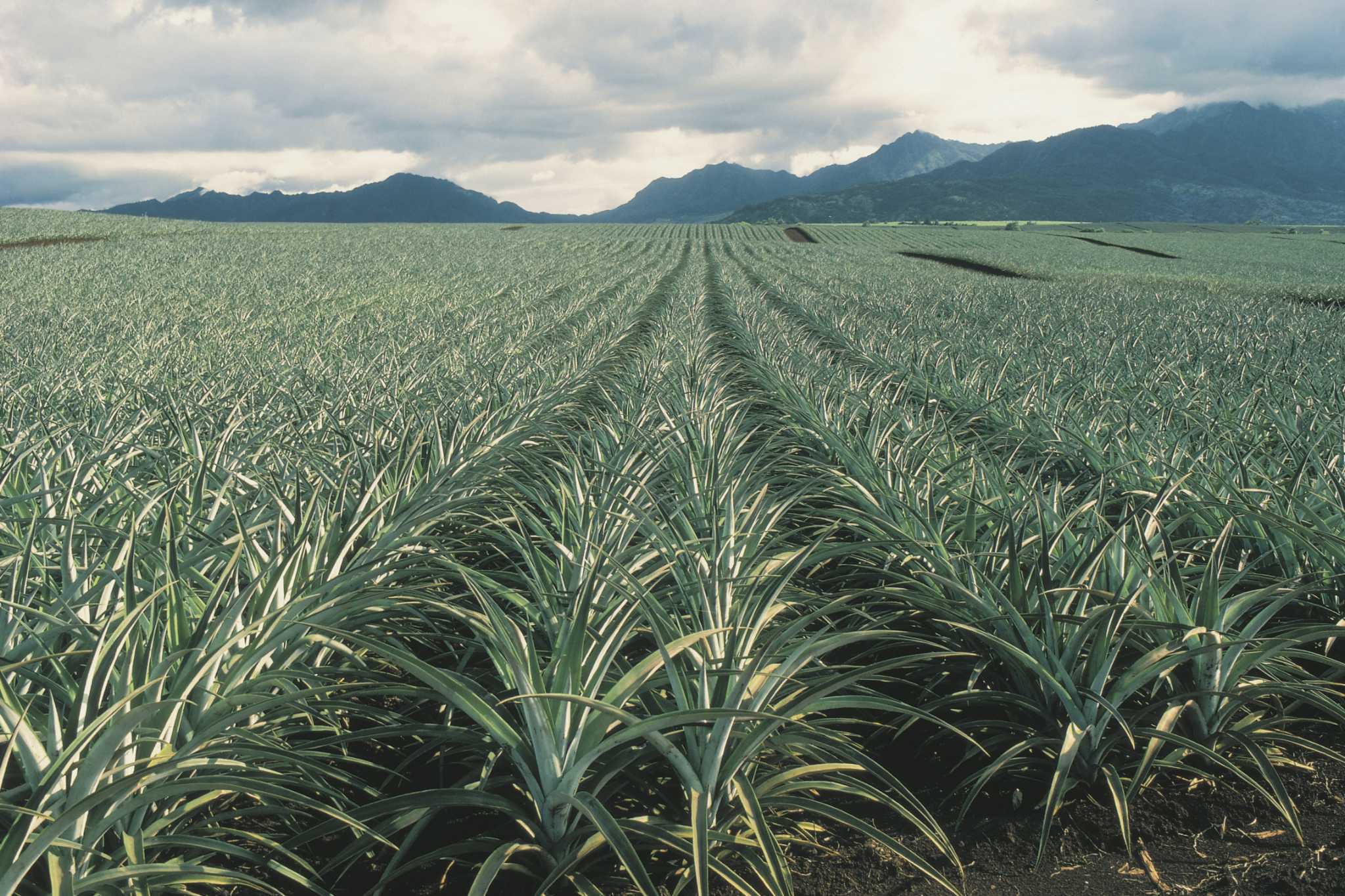 Fruit Flies in Pineapple Plants