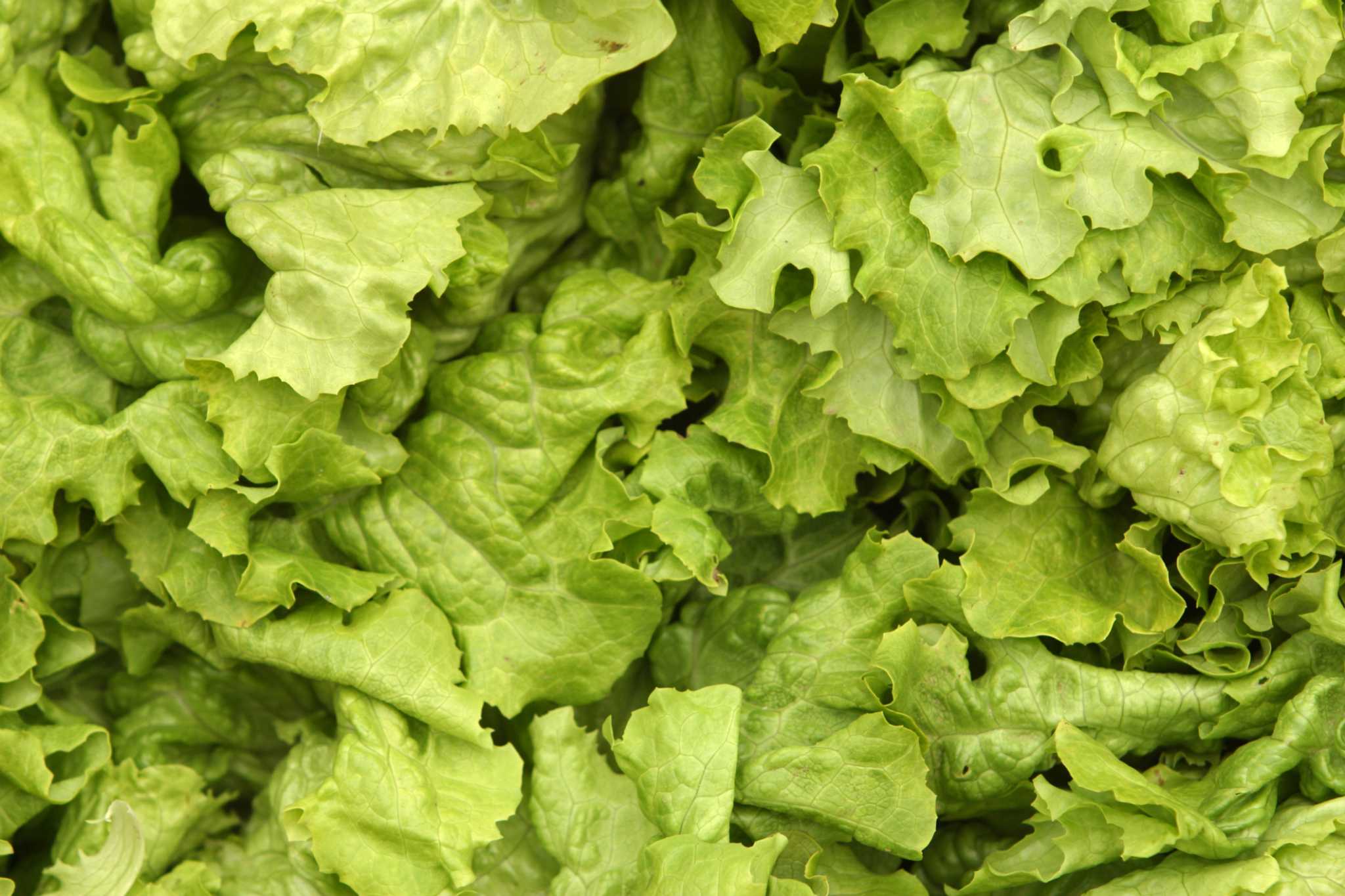 Lettuce That Grows in Dry Shade
