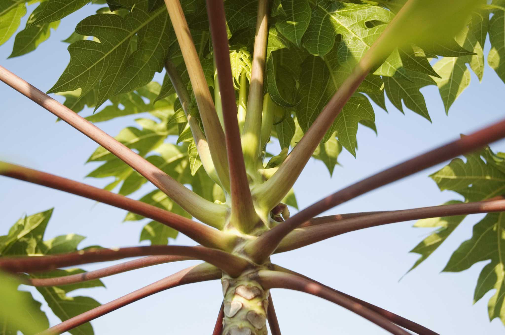 Castor Bean Germination Techniques